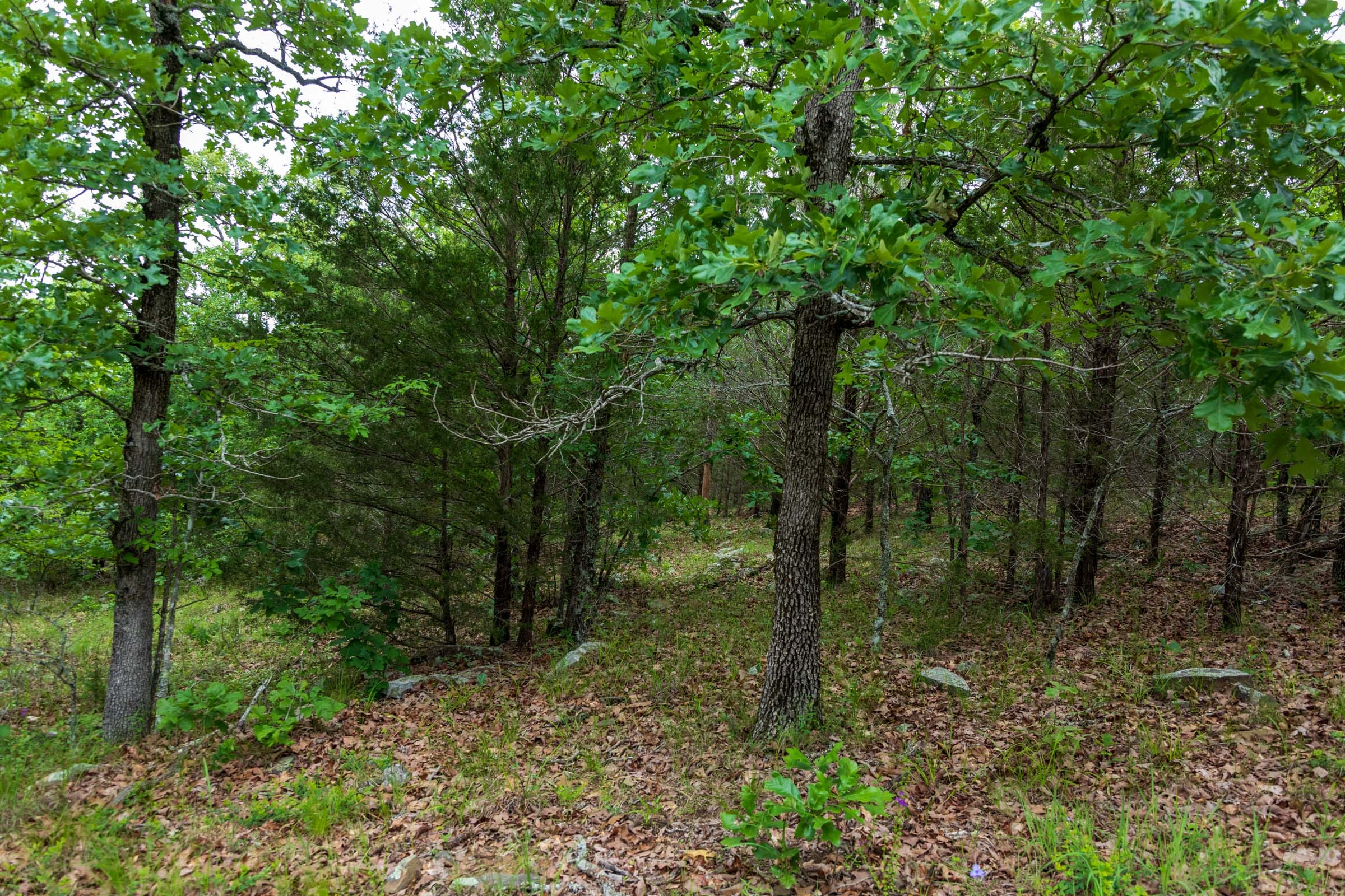 Falcon Crest Tract 31 photo 9