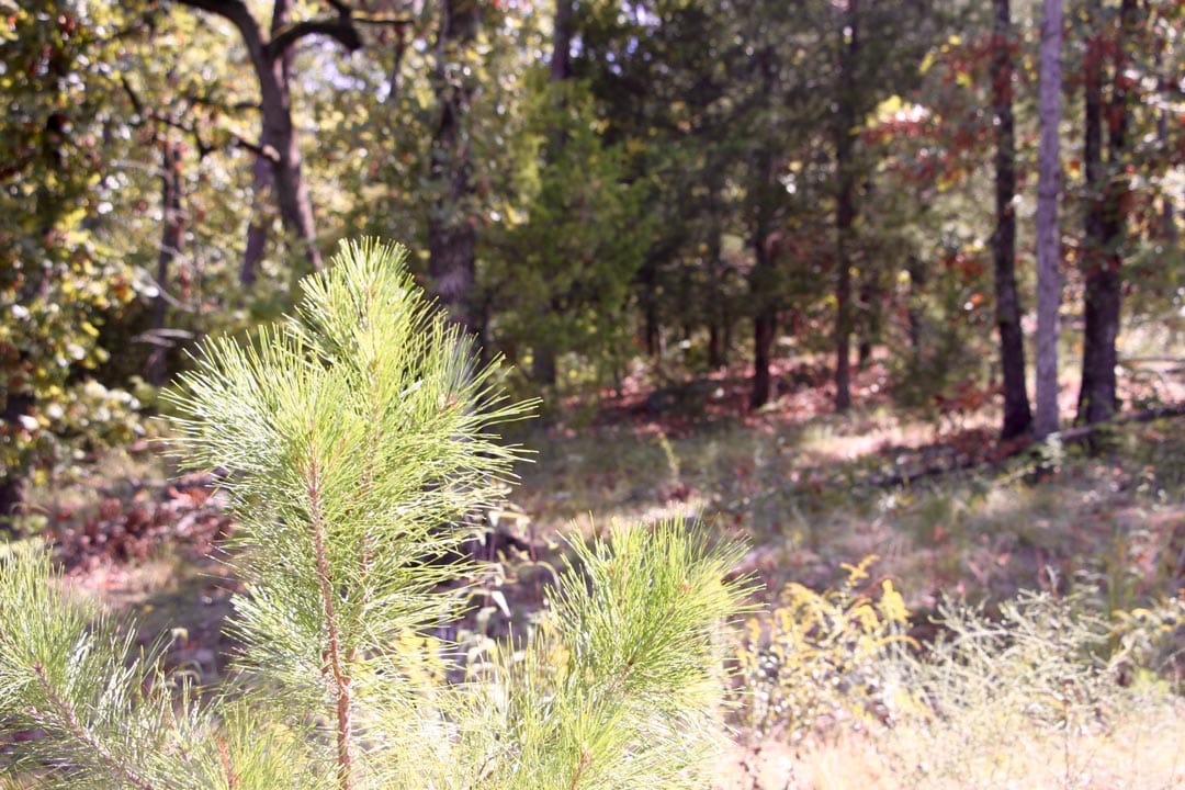 Lakeview Private Reserve Tract 4 photo 8