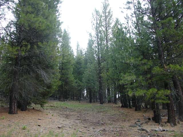 California Pines Tract 6 photo 2