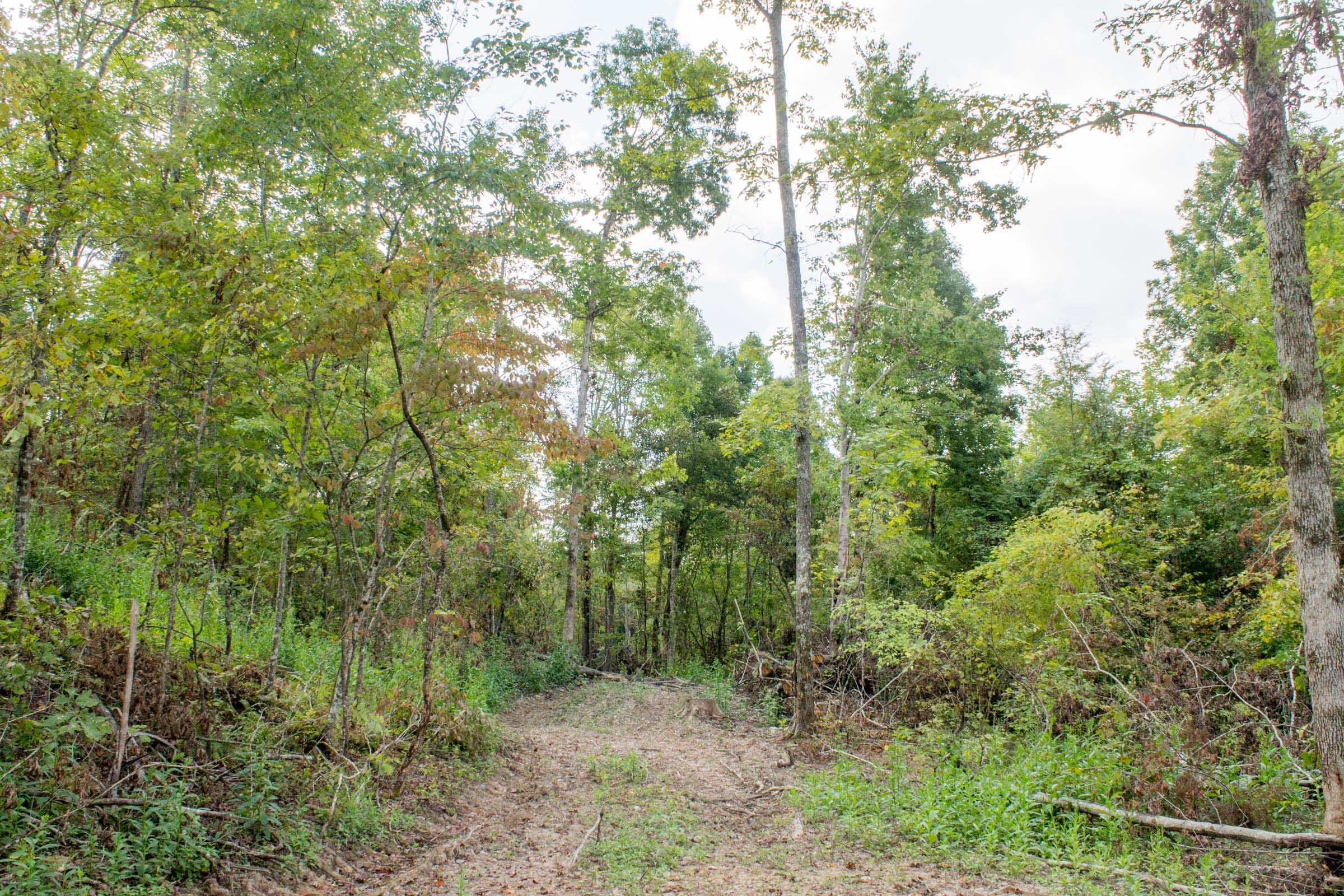 Buck Run Ridge Tract 16 photo 1