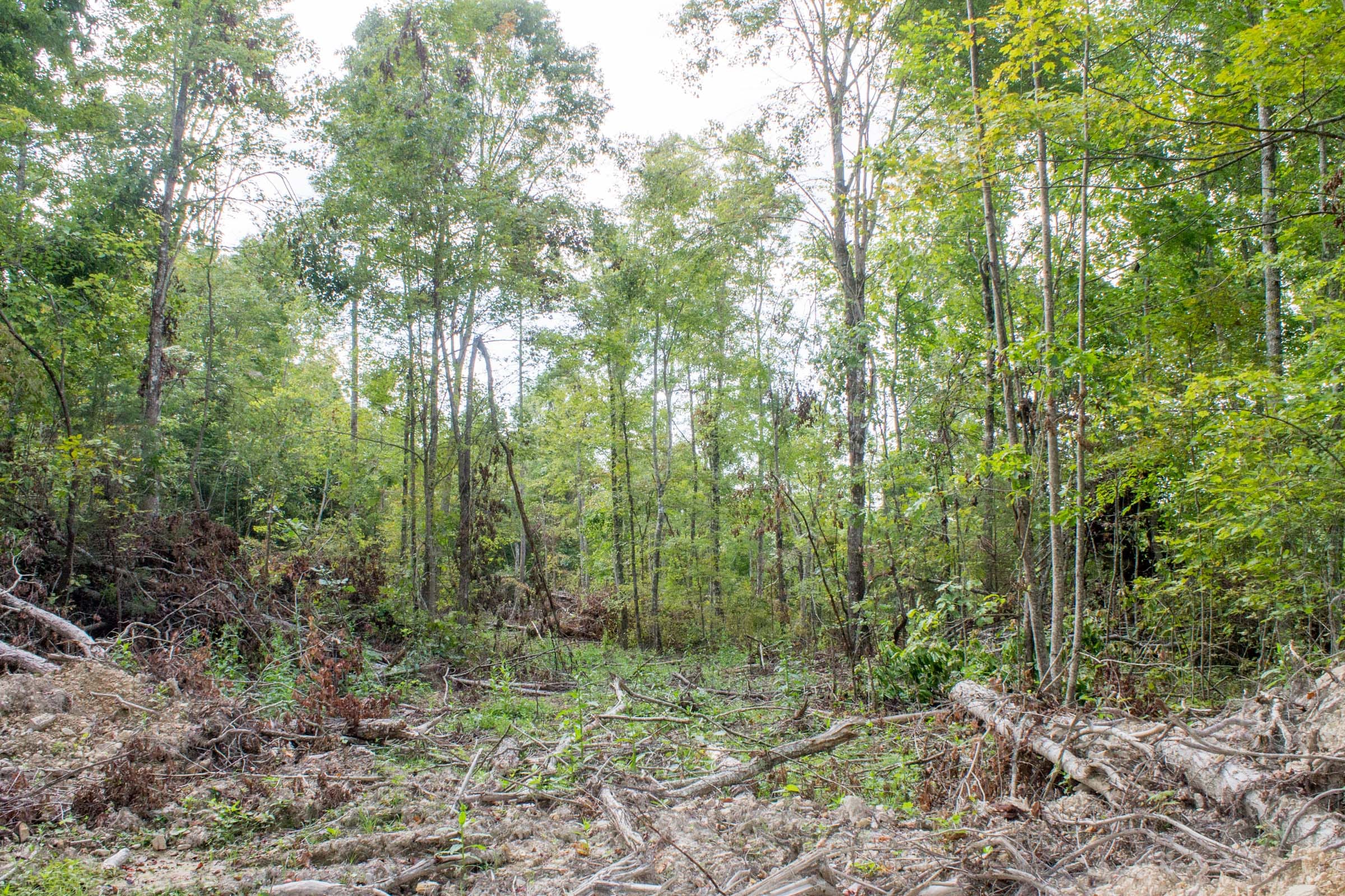 Buck Run Ridge Tract 16 photo 4