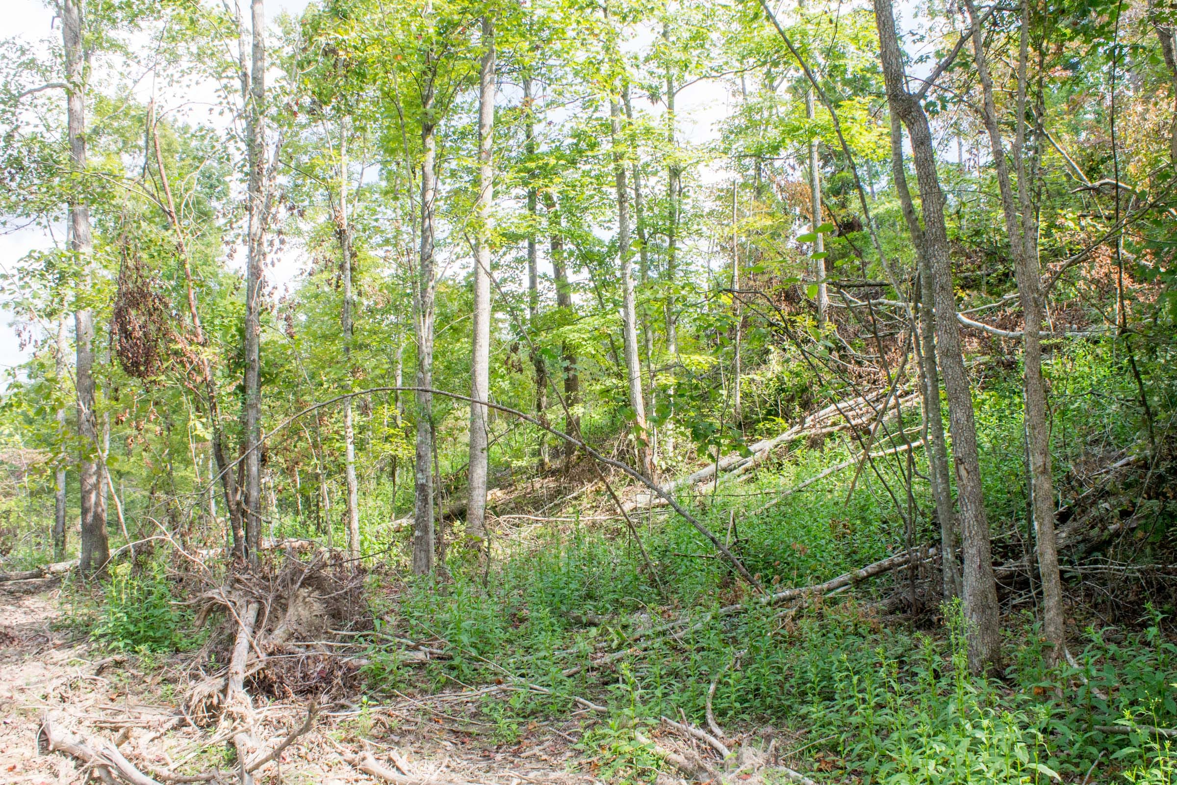 Buck Run Ridge Tract 16 photo 6