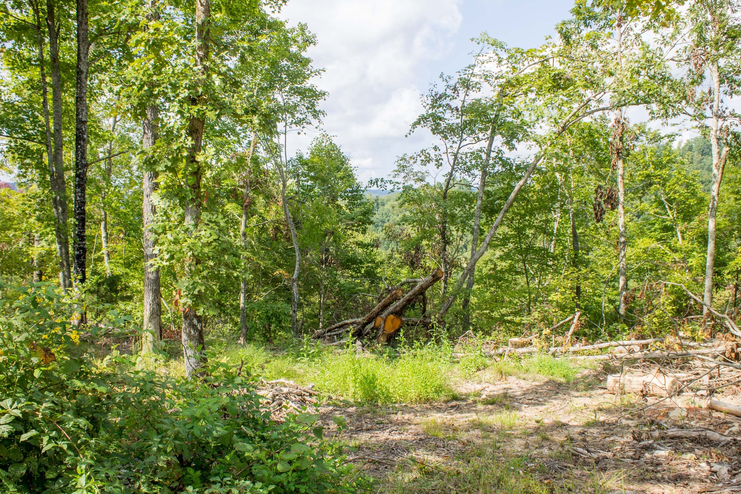 Buck Run Ridge Tract 16 photo 9