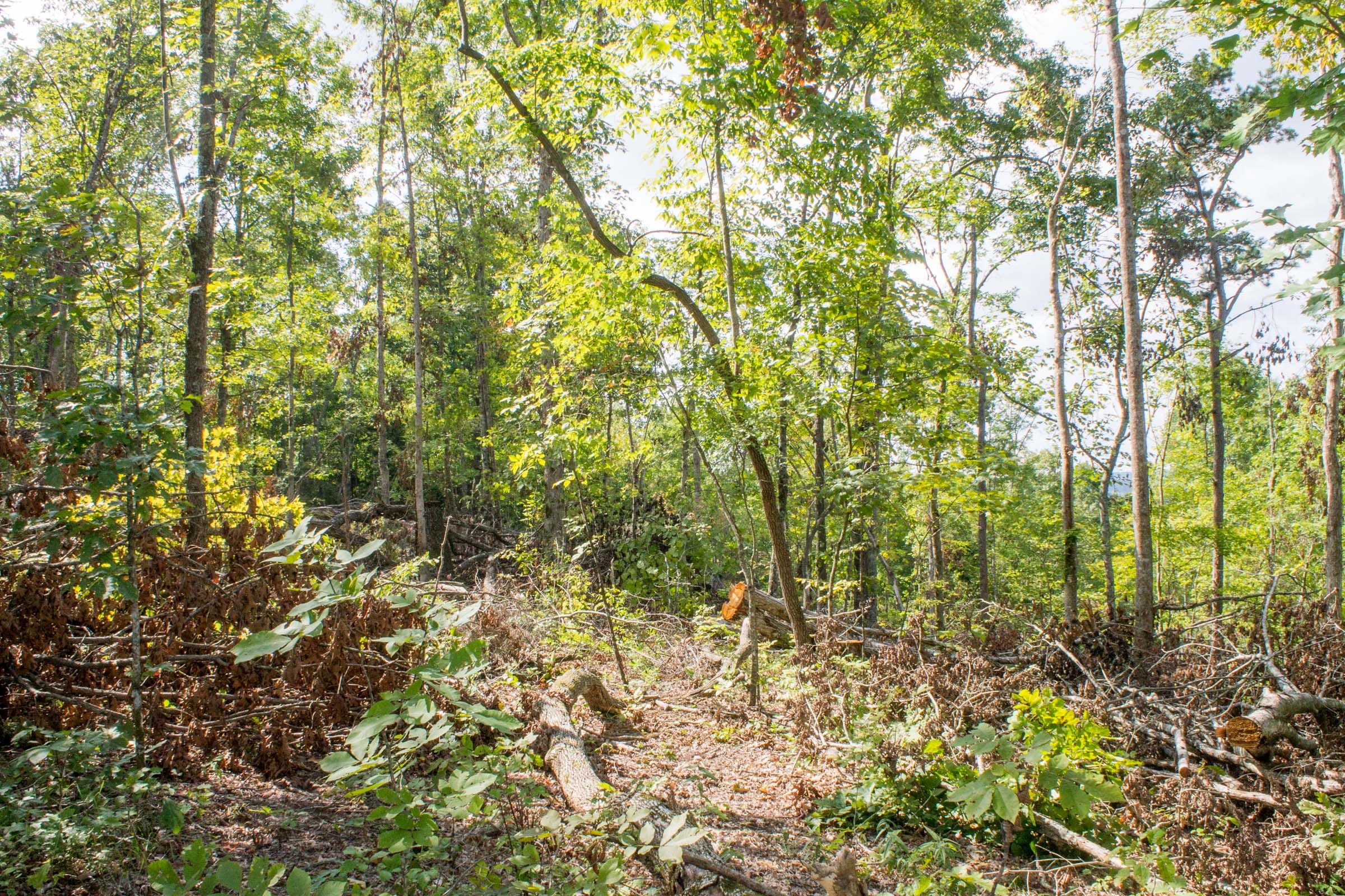 Buck Run Ridge Tract 16 photo 10