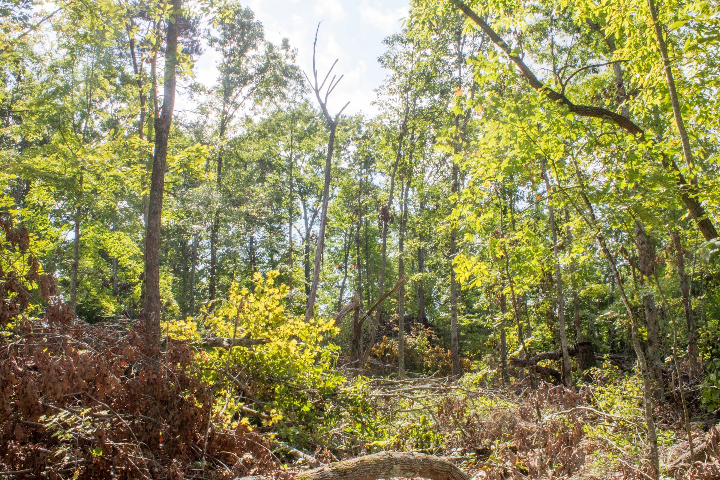 Buck Run Ridge Tract 16 photo 12