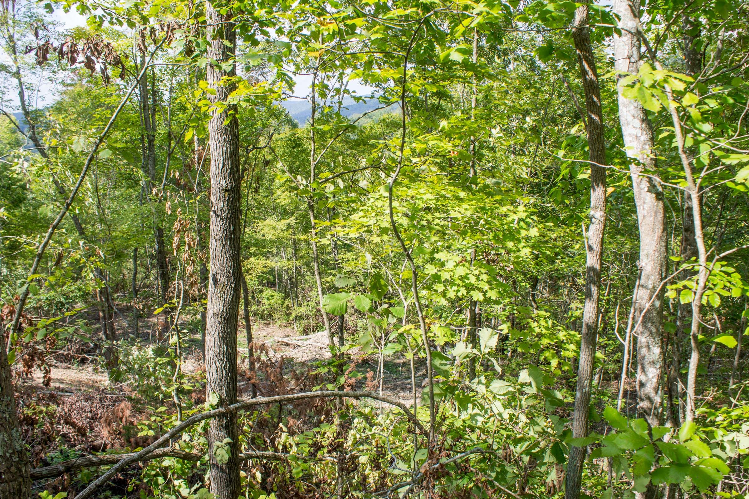 Buck Run Ridge Tract 16 photo 13