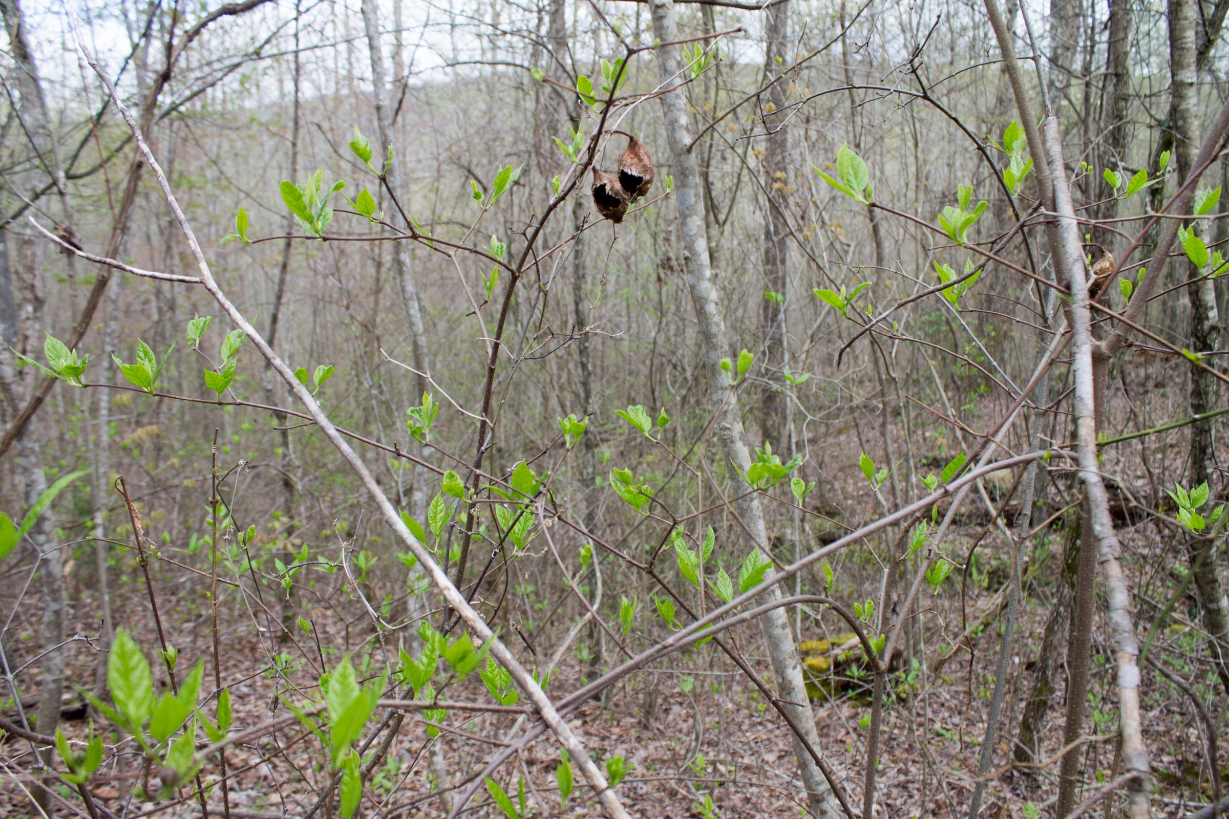 Hidden Hills Tract 33 photo 2