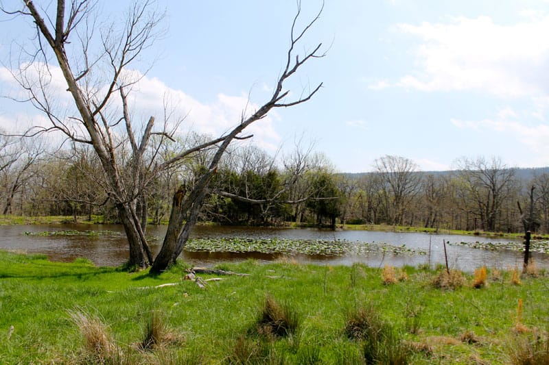 Daisy Meadows Tract 14 photo 7