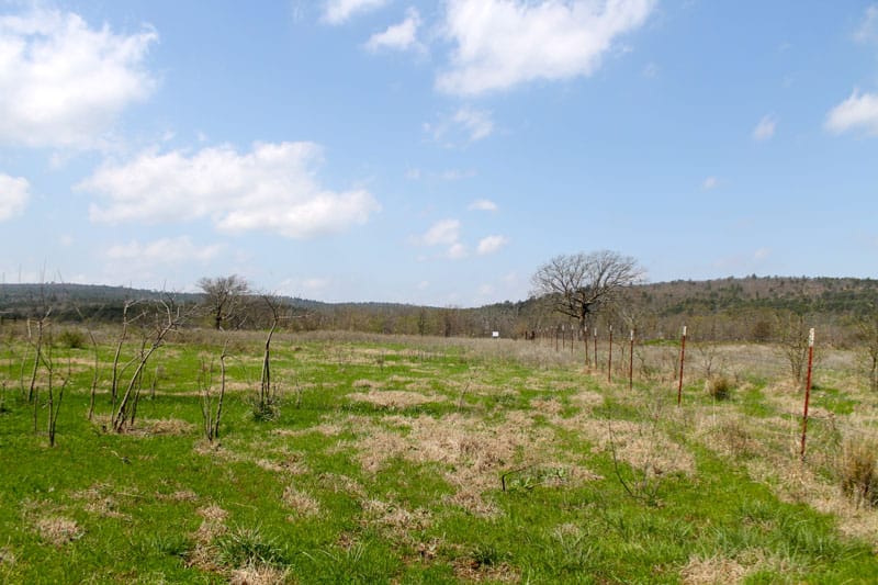 Daisy Meadows Tract 14 photo 8