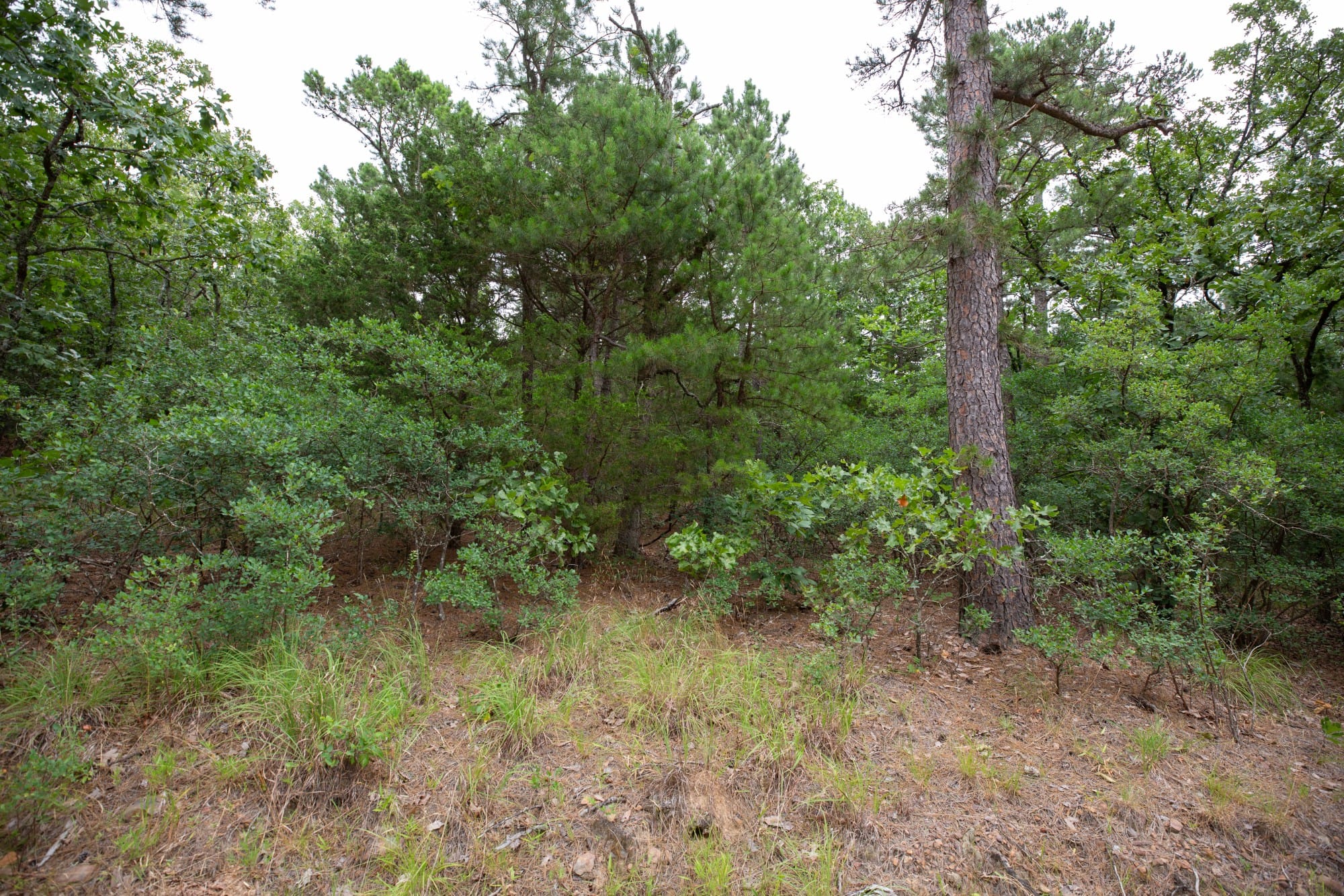 Eagle’s Nest Tract 82 photo 7
