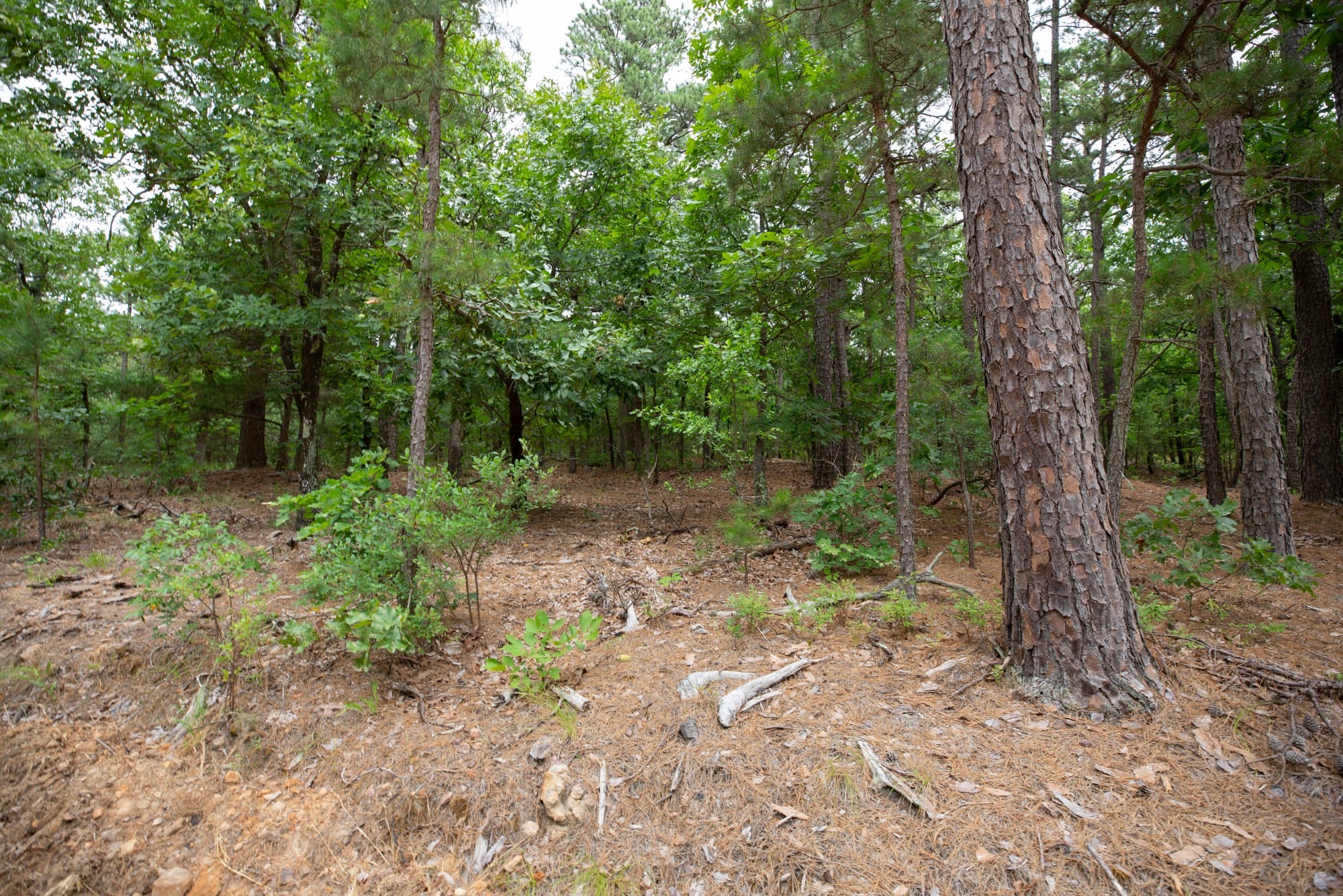 Eagle’s Nest Tract 82 photo 8