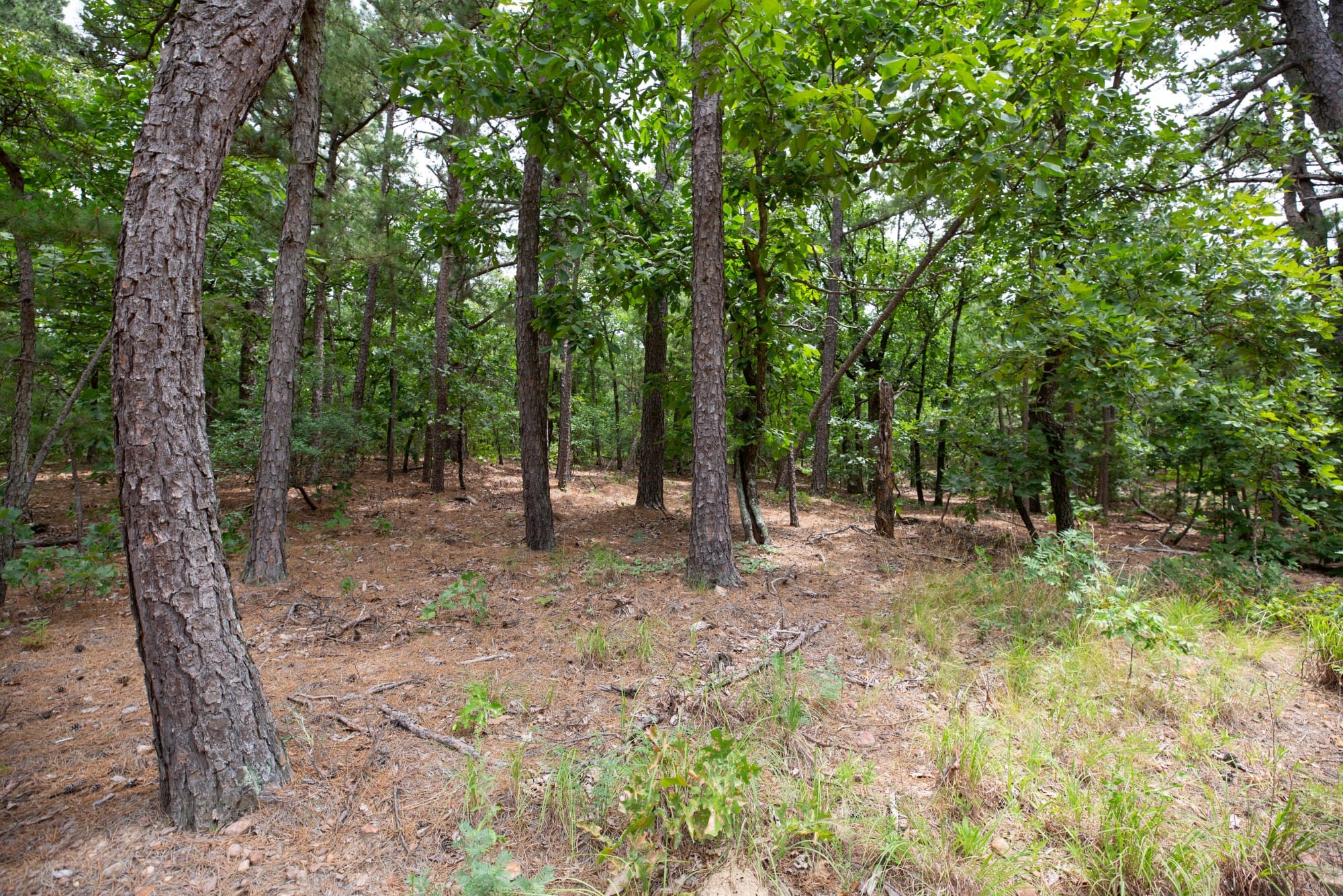 Eagle’s Nest Tract 82 photo 9
