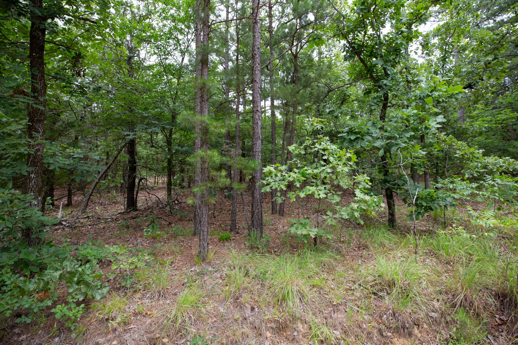 Eagle’s Nest Tract 82 photo 10