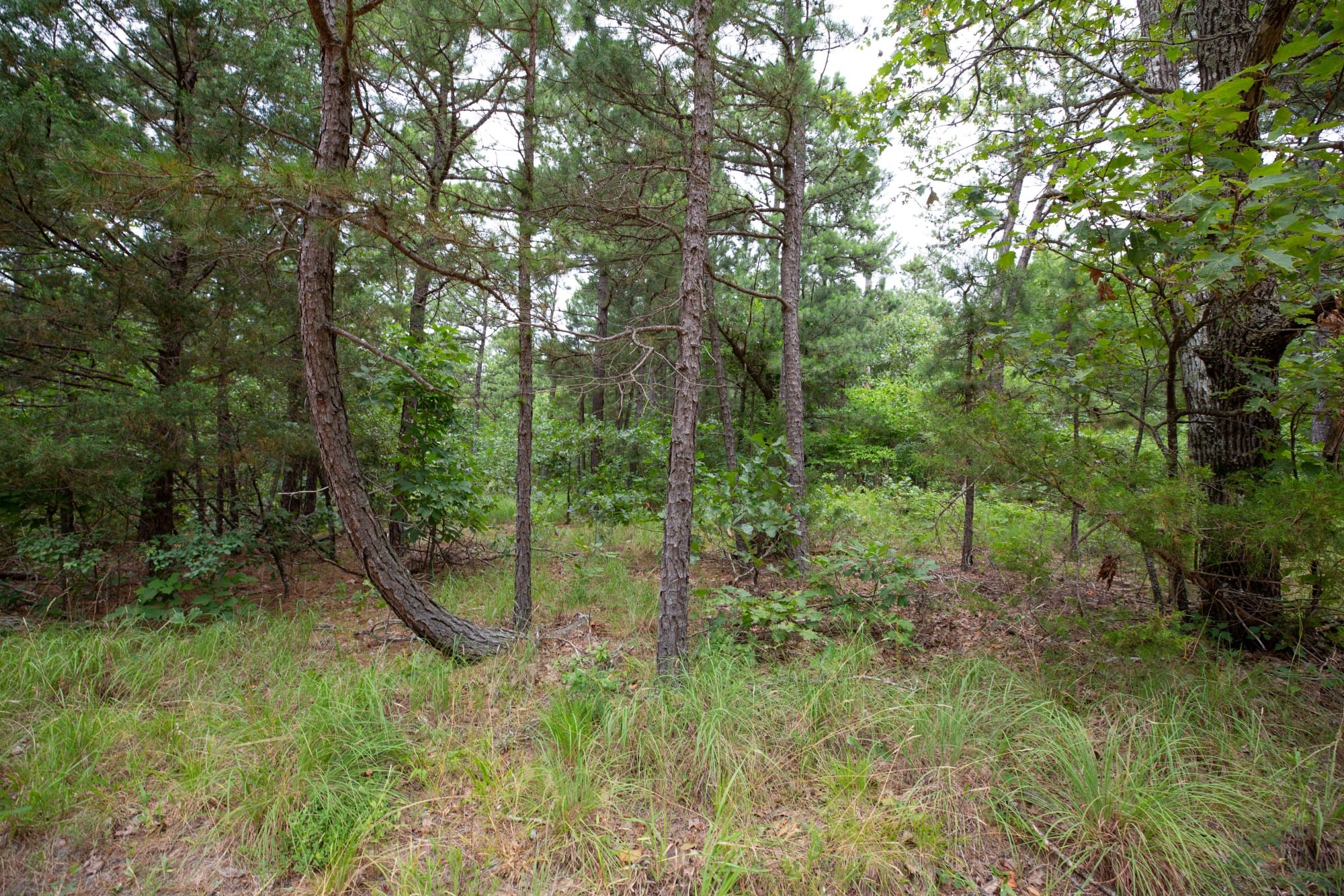 Eagle’s Nest Tract 82 photo 13