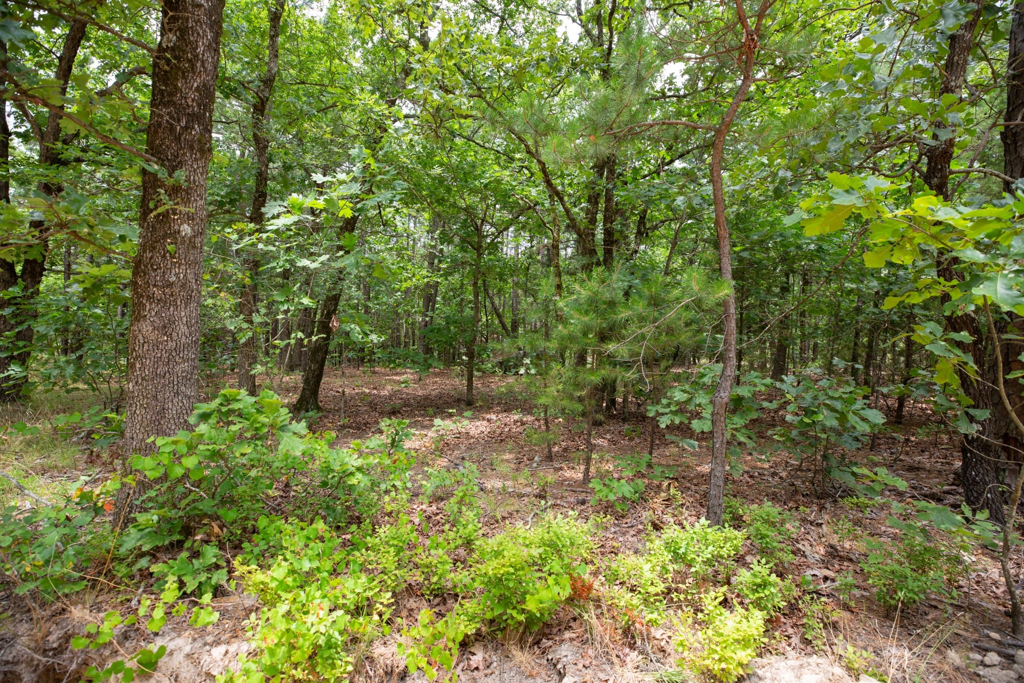 Eagle’s Nest Tract 82 photo 15