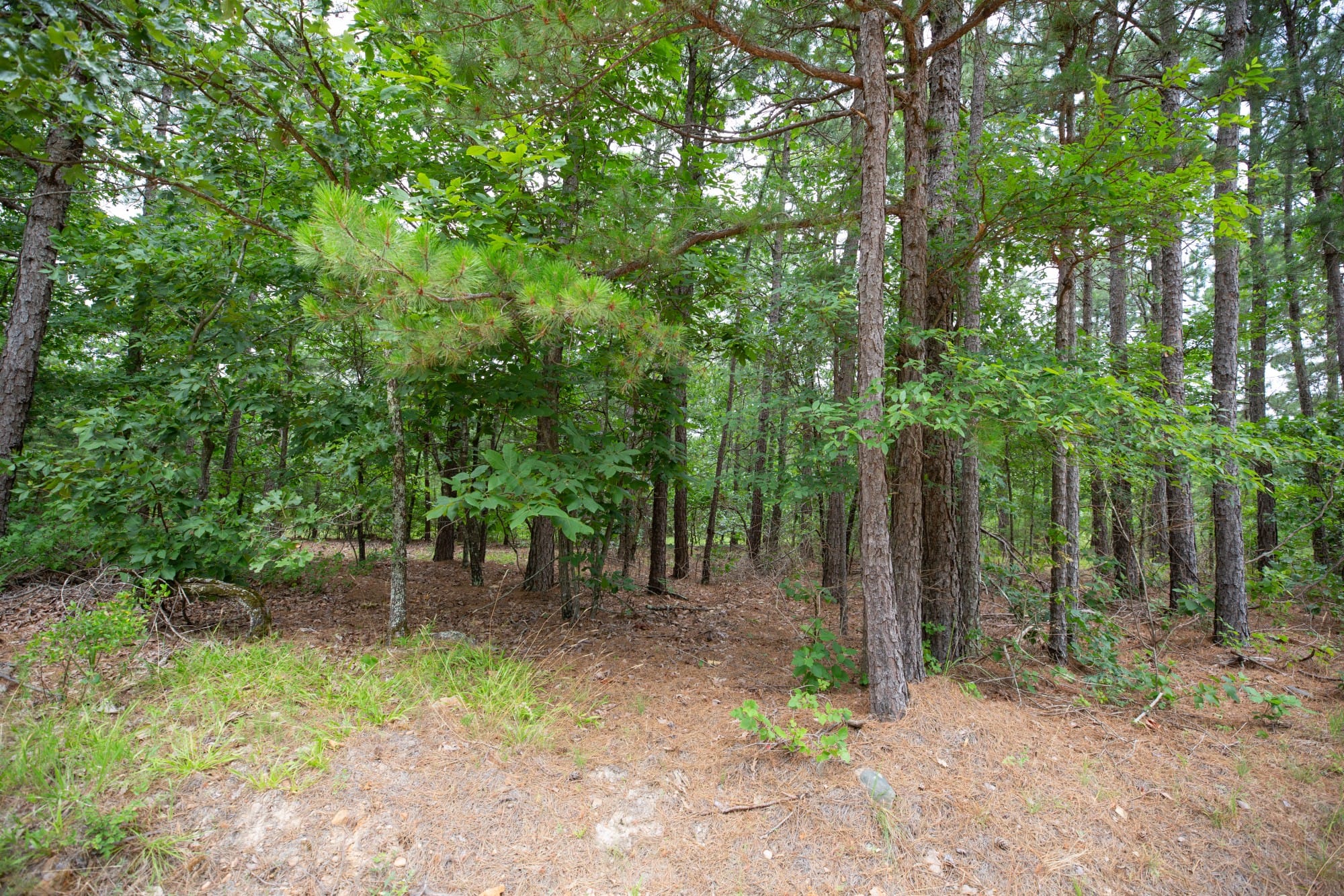 Eagle’s Nest Tract 82 photo 18