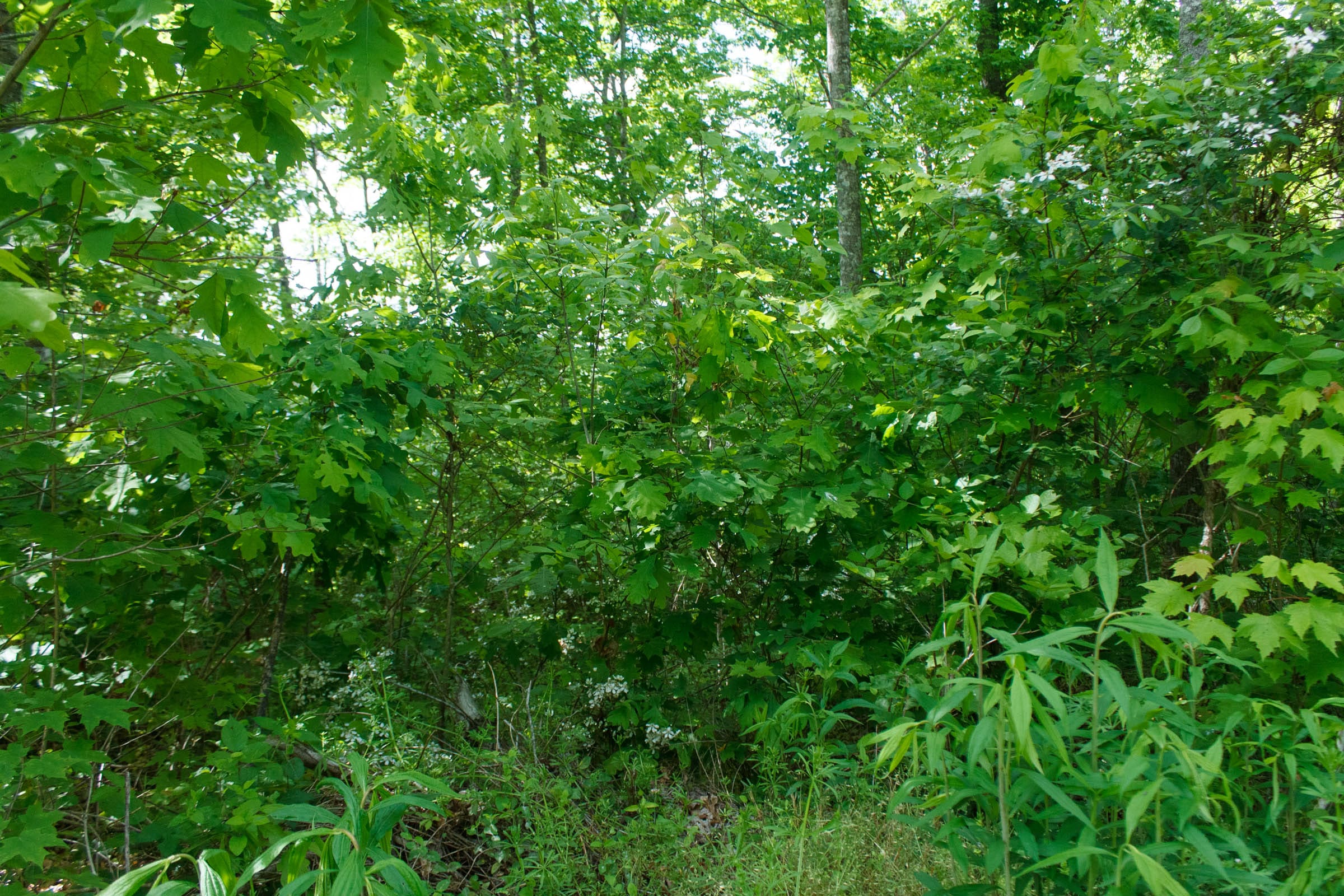Riverbend Tract 6 photo 2