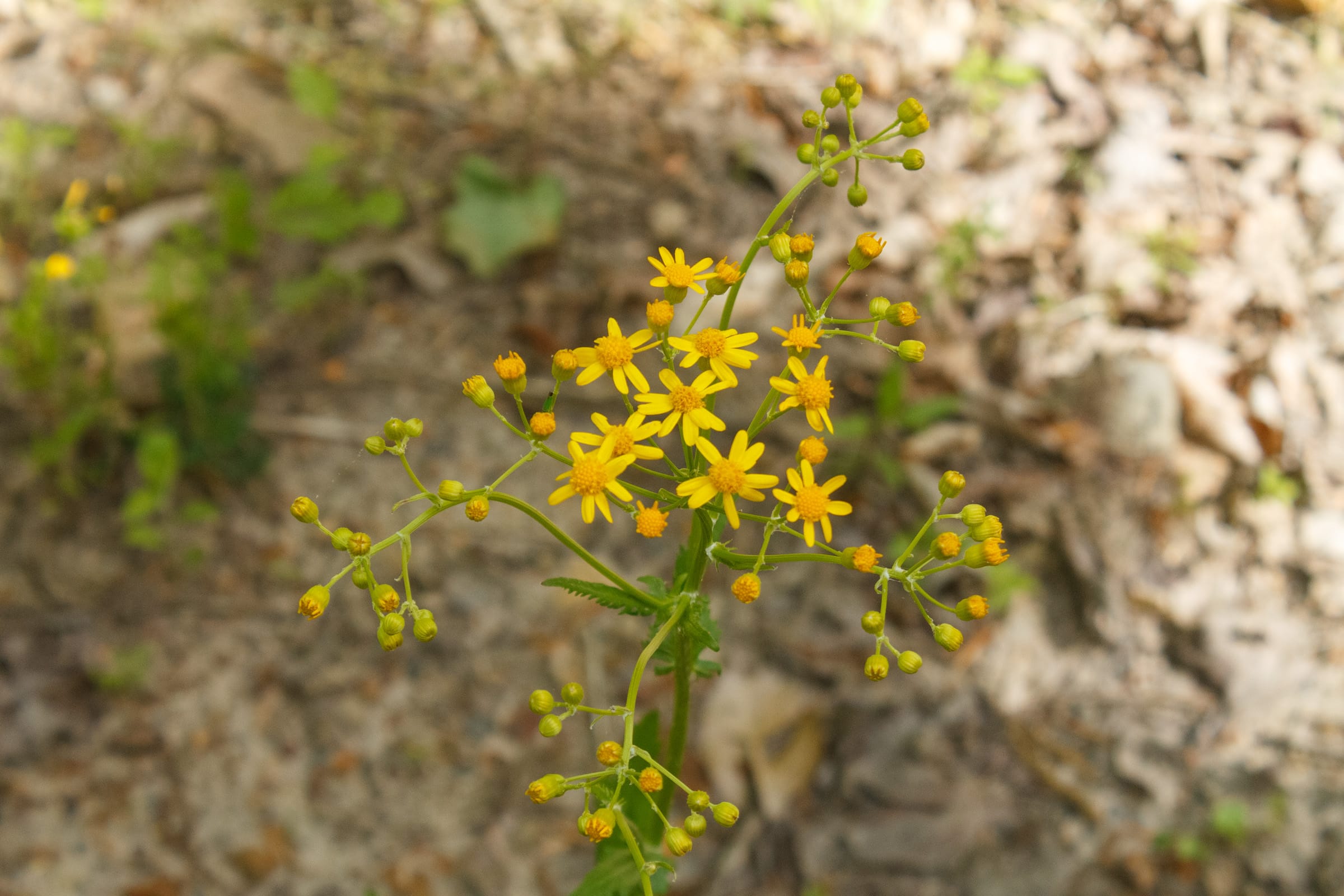 Riverbend Tract 6 photo 3