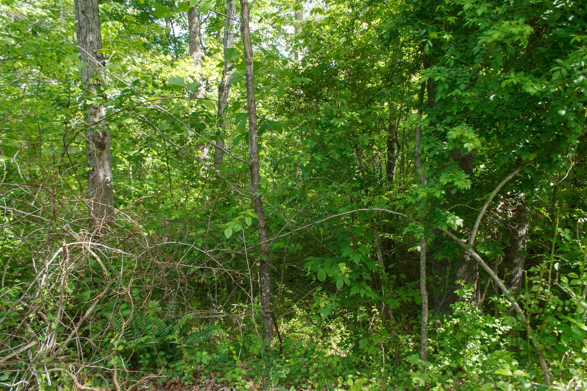 Riverbend Tract 6 photo 5