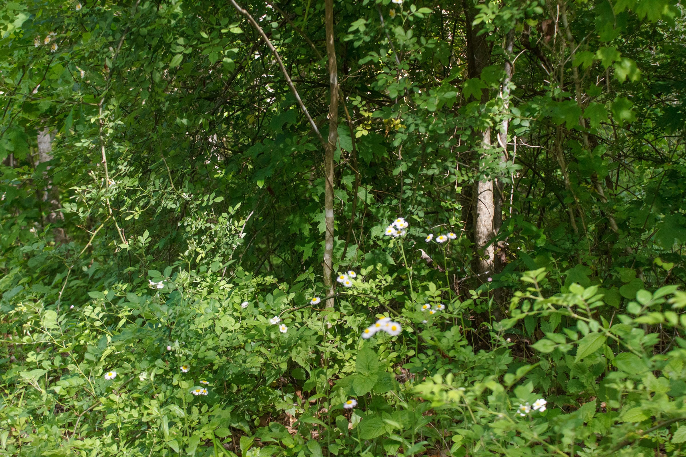 Riverbend Tract 6 photo 6