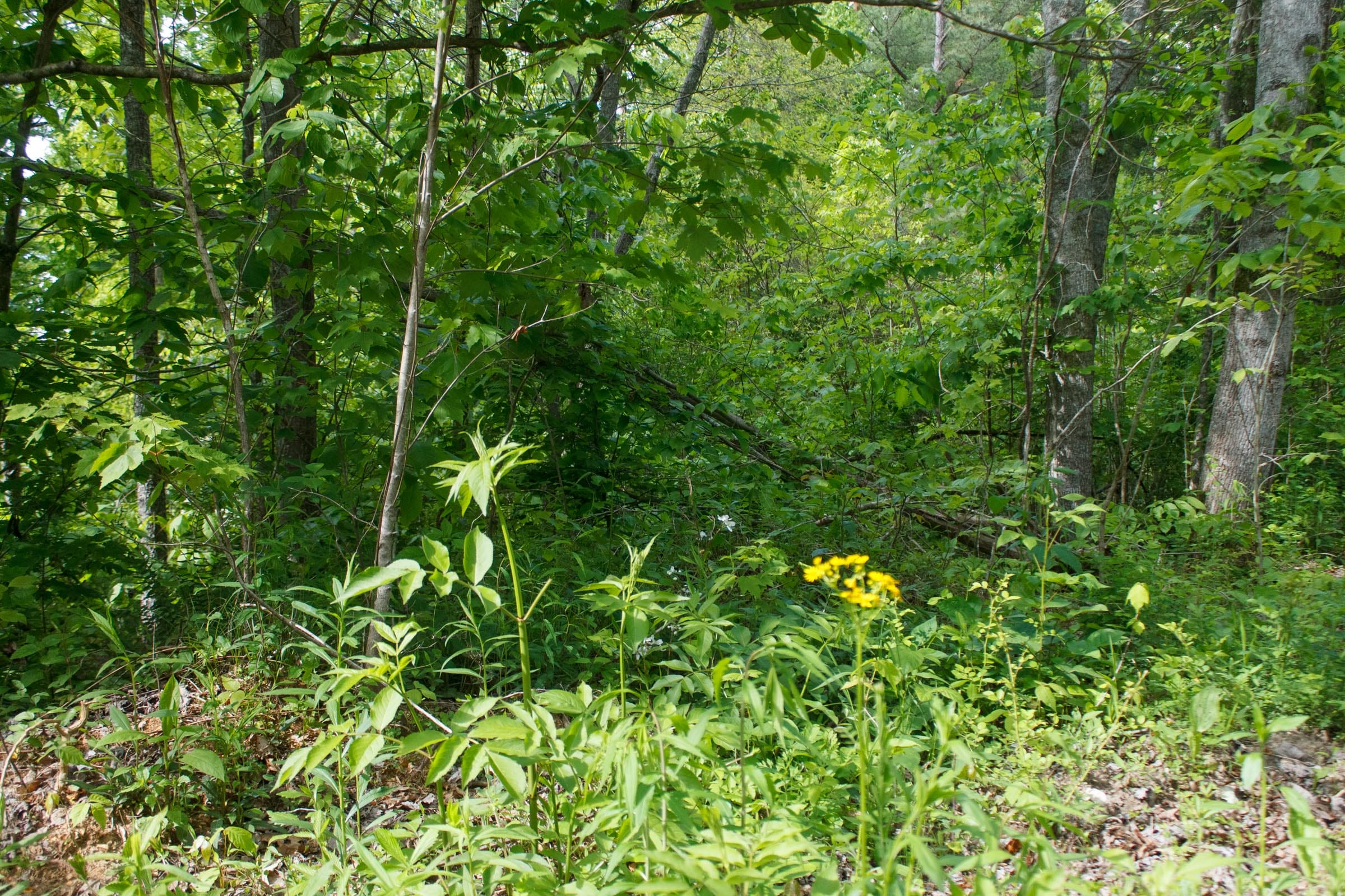 Riverbend Tract 6 photo 7