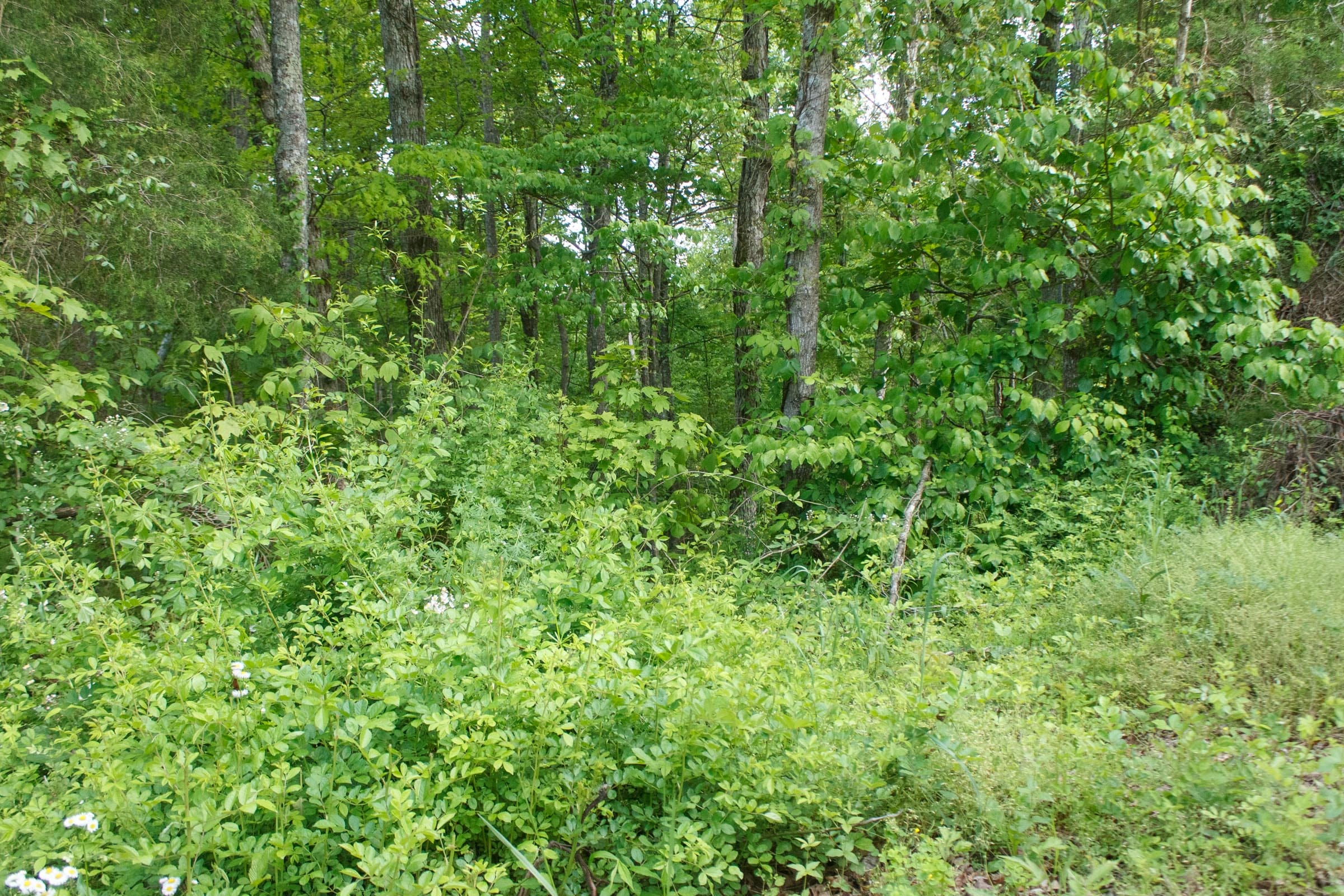 Riverbend Tract 6 photo 10