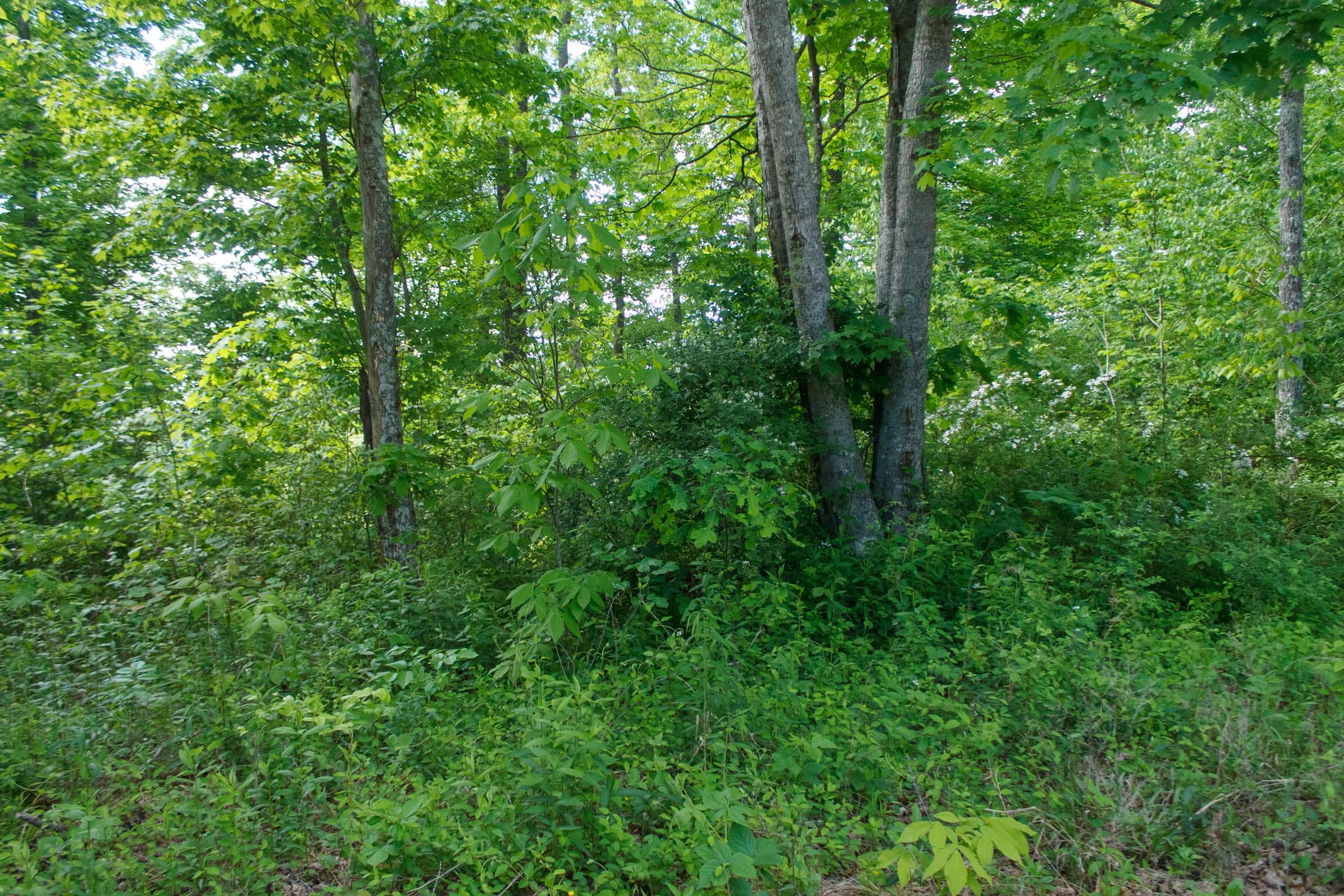 Riverbend Tract 6 photo 13