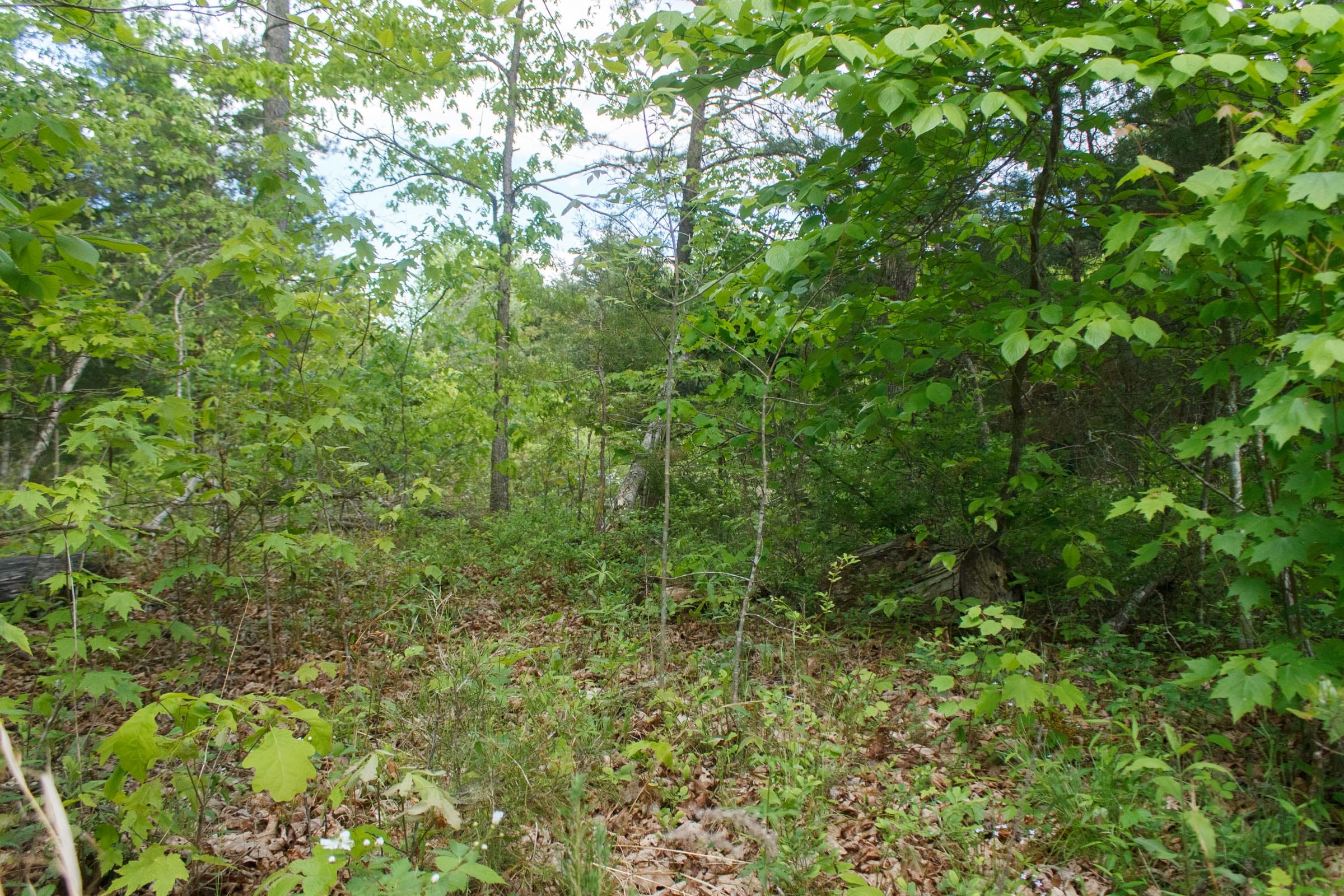 Riverbend Tract 6 photo 15
