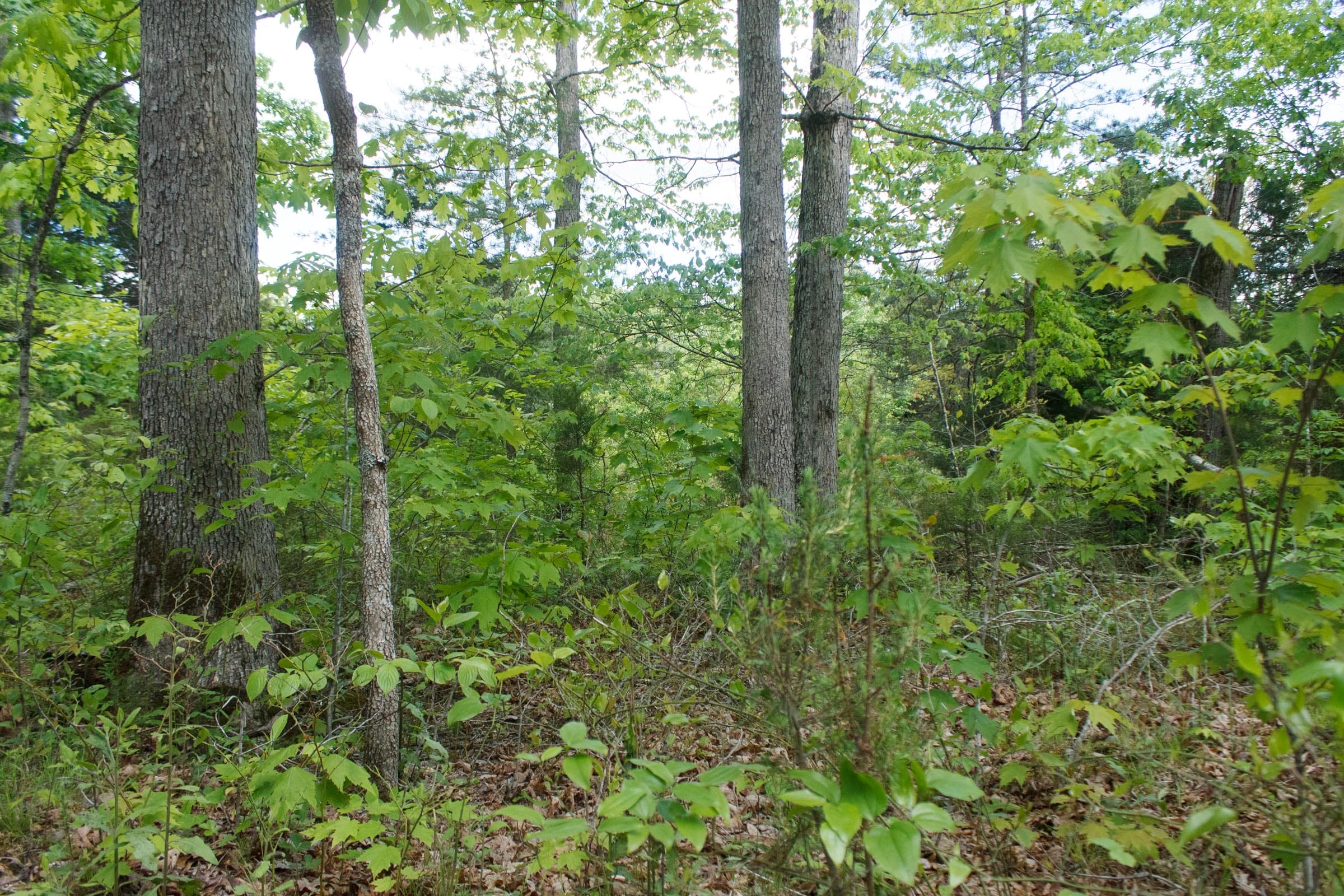 Riverbend Tract 6 photo 16