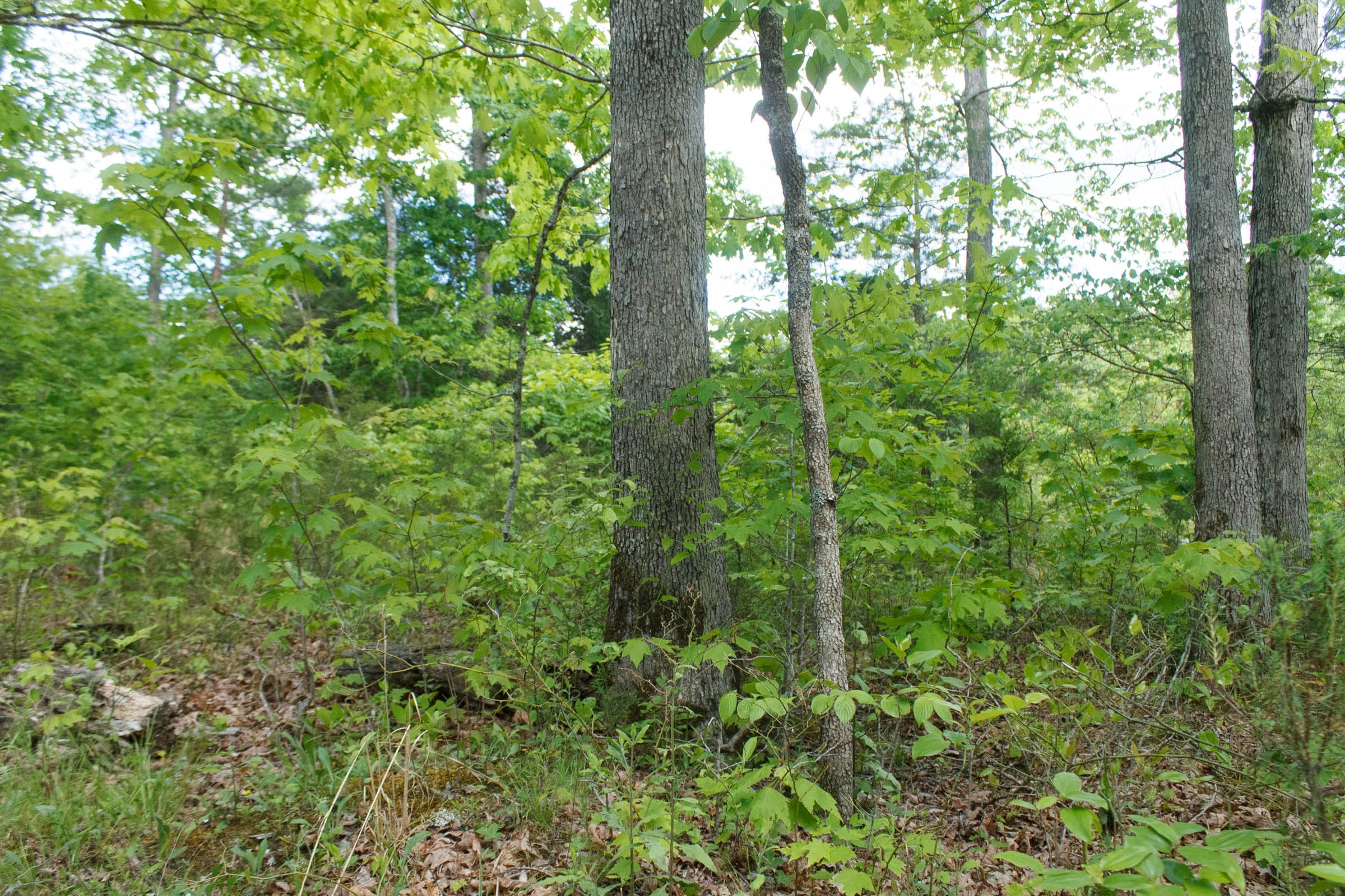 Riverbend Tract 6 photo 17