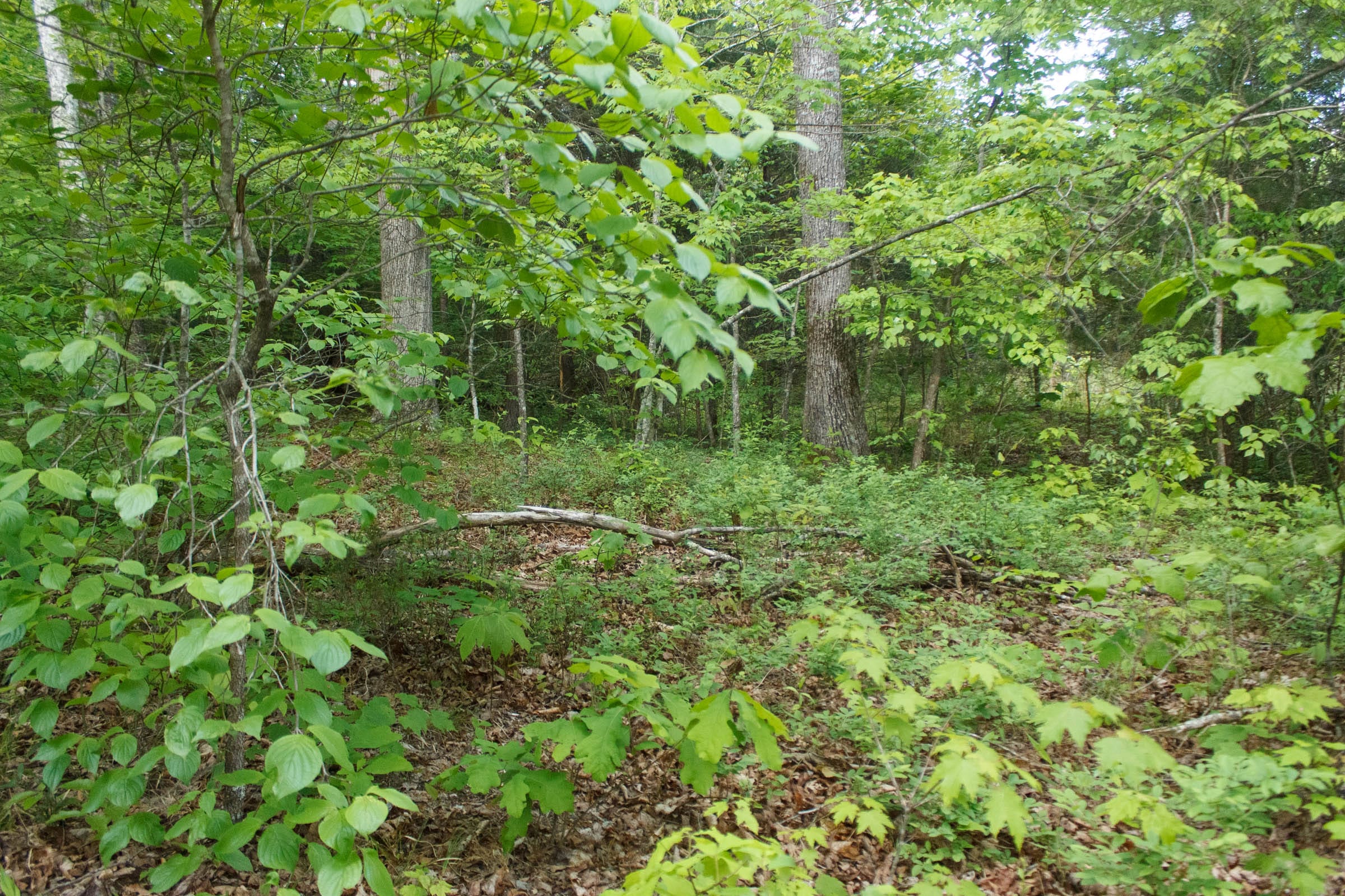 Riverbend Tract 6 photo 18