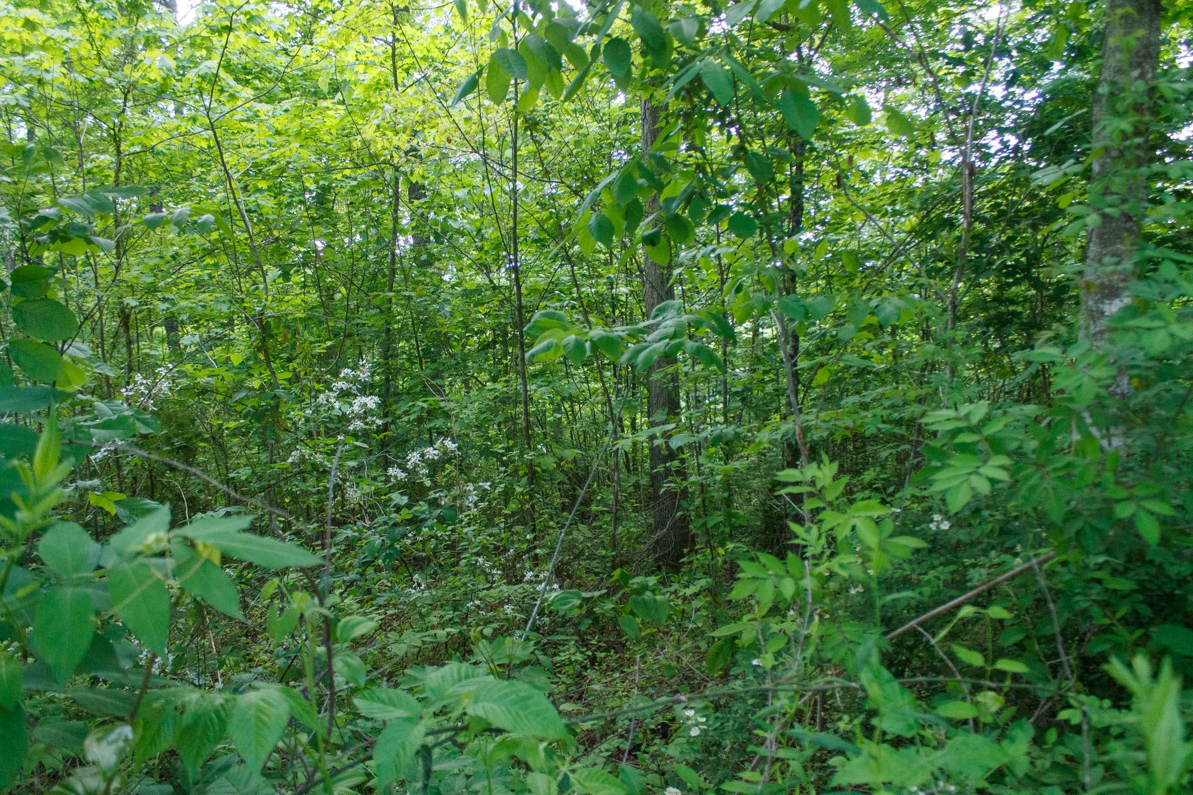 Riverbend Tract 6 photo 19