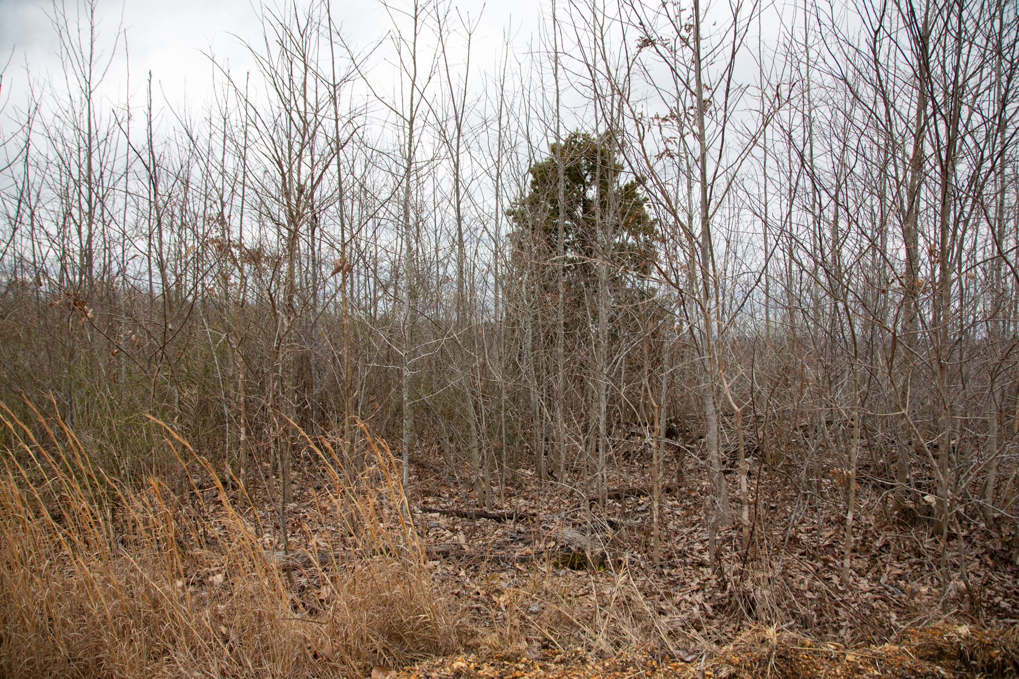 Southwind Ranch Tract 17 photo 5