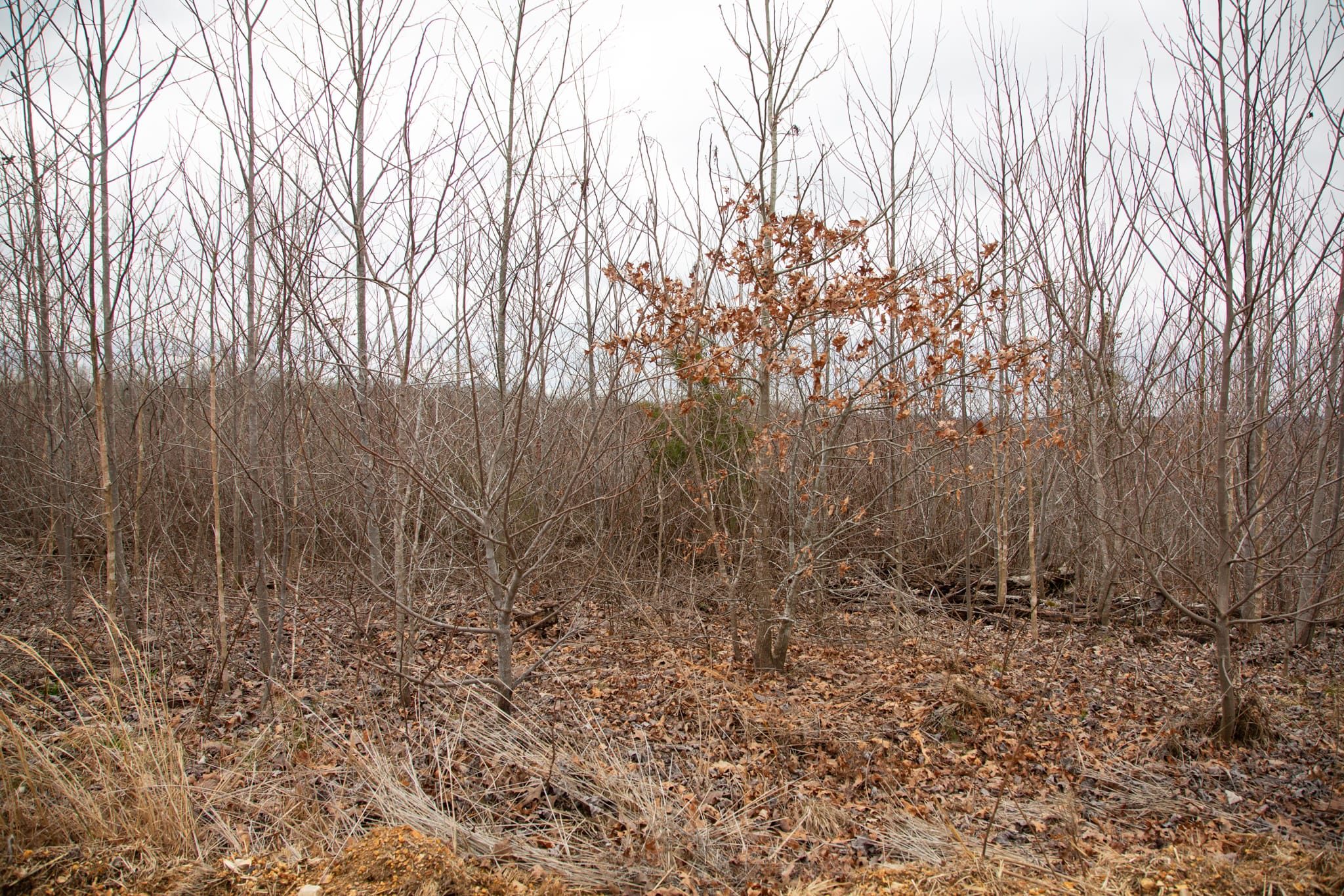 Southwind Ranch Tract 17 photo 6