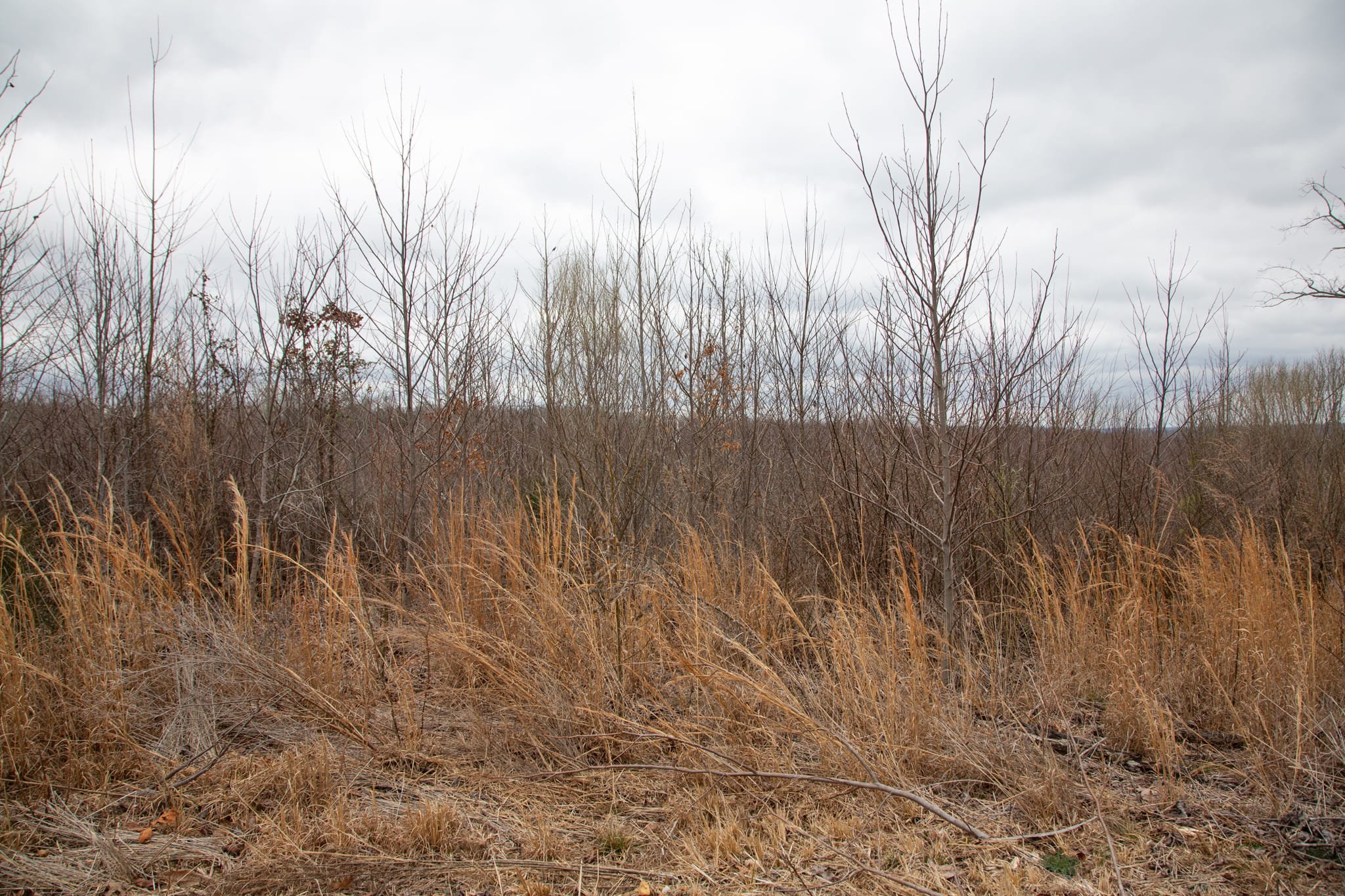 Southwind Ranch Tract 17 photo 8