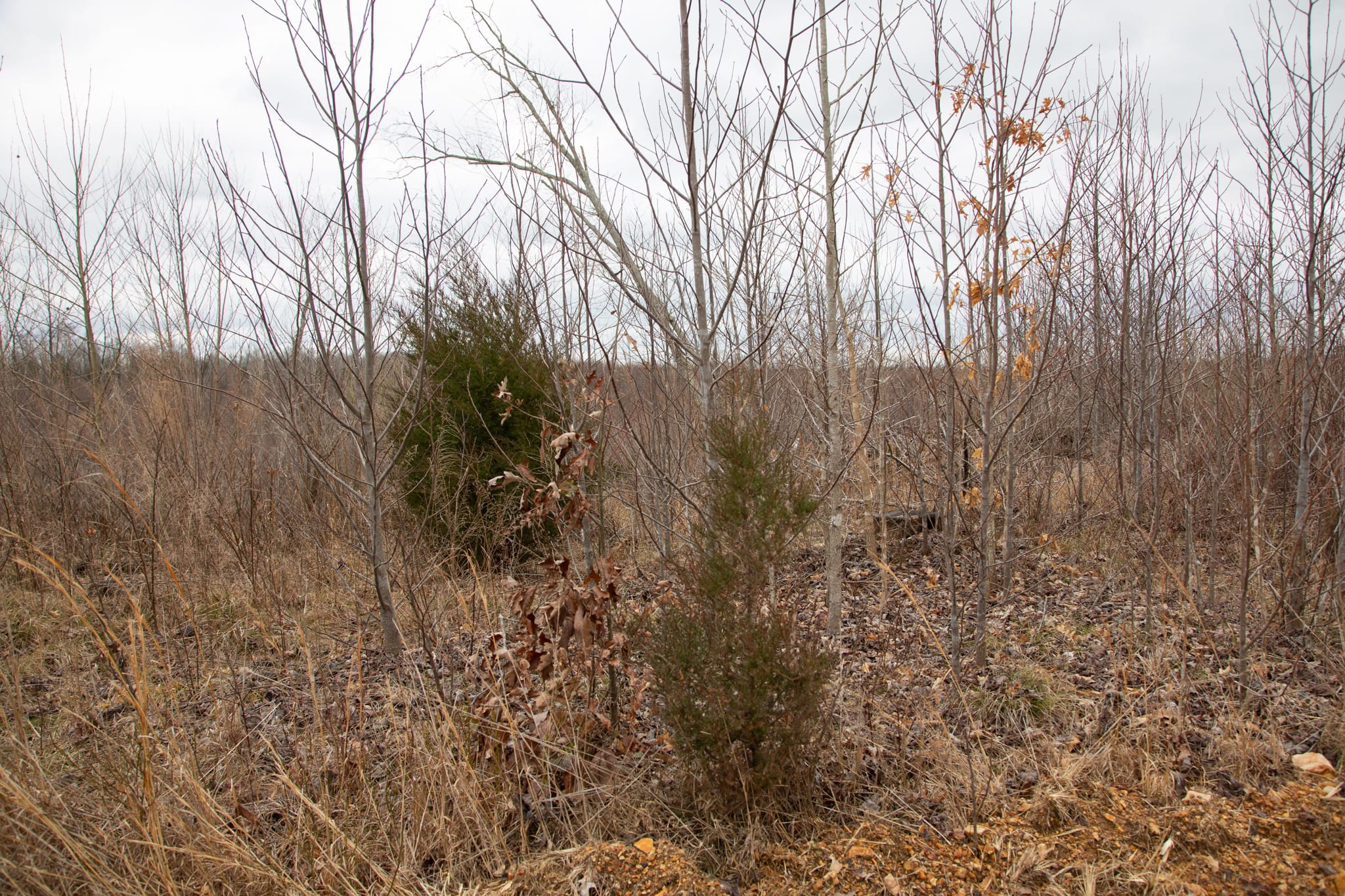 Southwind Ranch Tract 17 photo 11