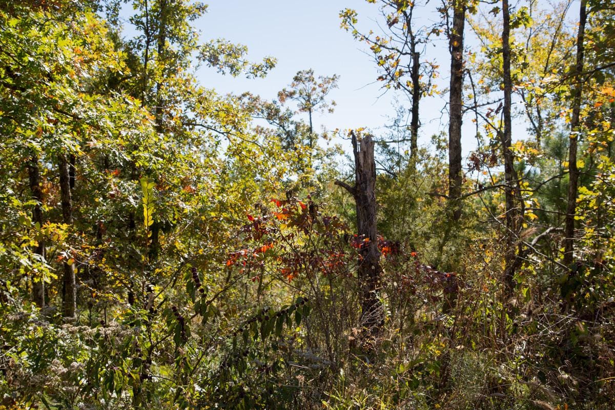 Stone Creek Phase I Tract 112 photo 5