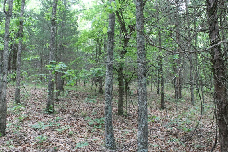Cedar Ridge Ranch Tract 25 photo 1