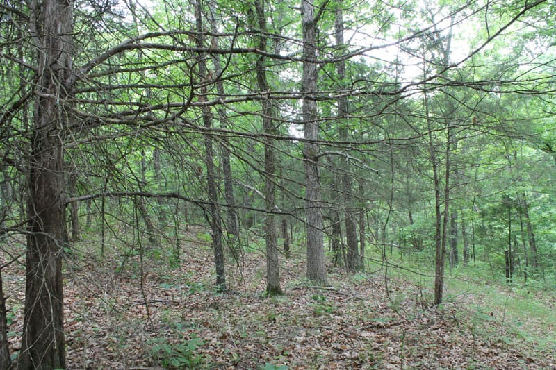 Cedar Ridge Ranch Tract 25 photo 2