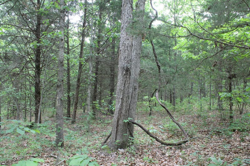 Cedar Ridge Ranch Tract 25 photo 3