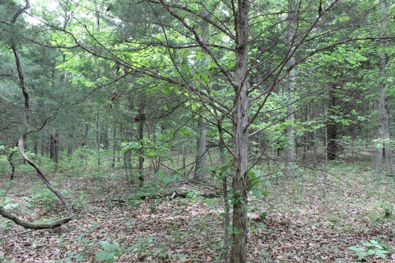 Cedar Ridge Ranch Tract 25 photo 4