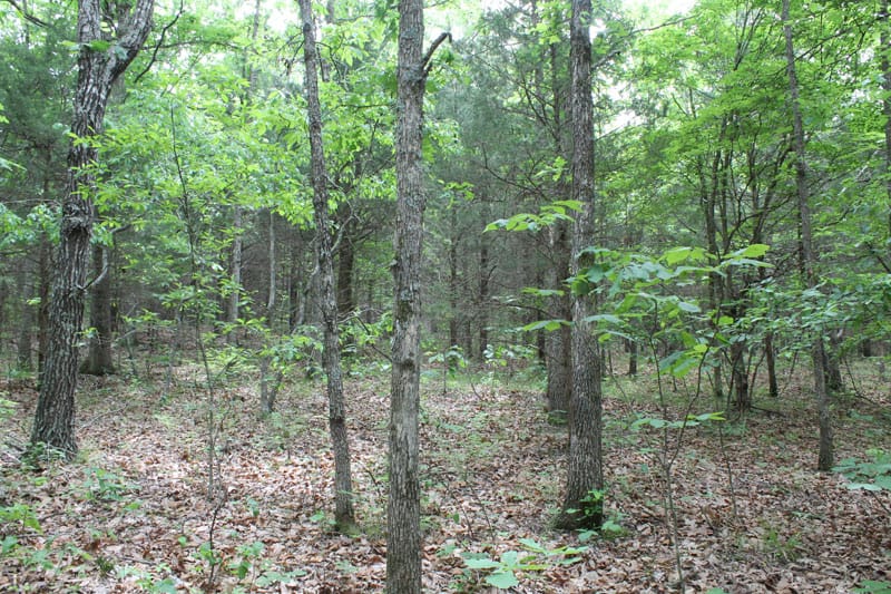 Cedar Ridge Ranch Tract 25 photo 5