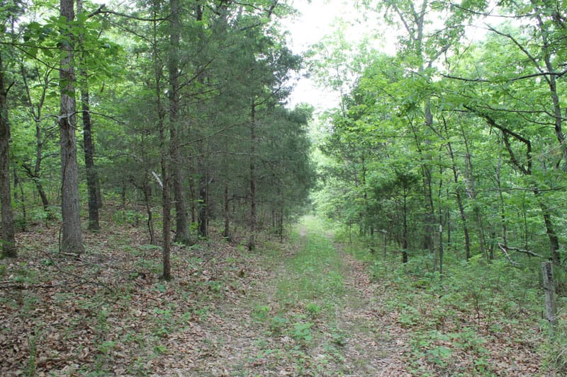 Cedar Ridge Ranch Tract 25 photo 6