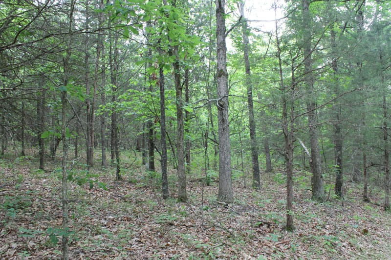 Cedar Ridge Ranch Tract 25 photo 7