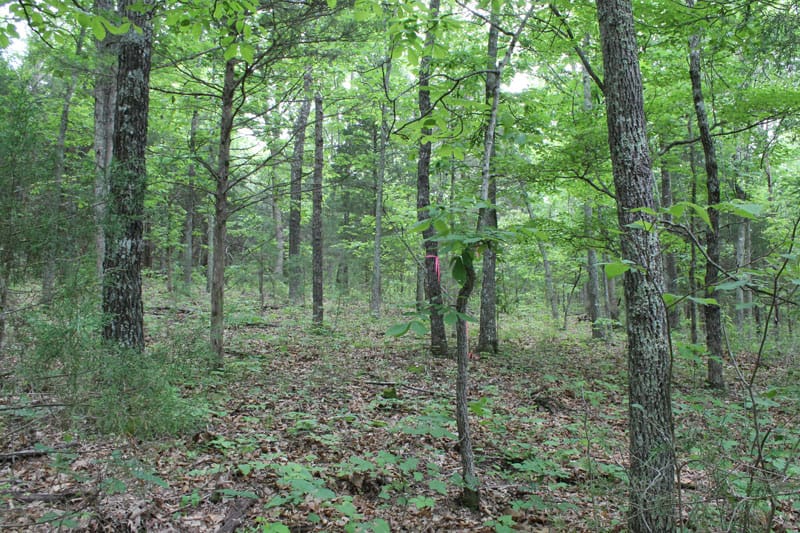 Cedar Ridge Ranch Tract 25 photo 8