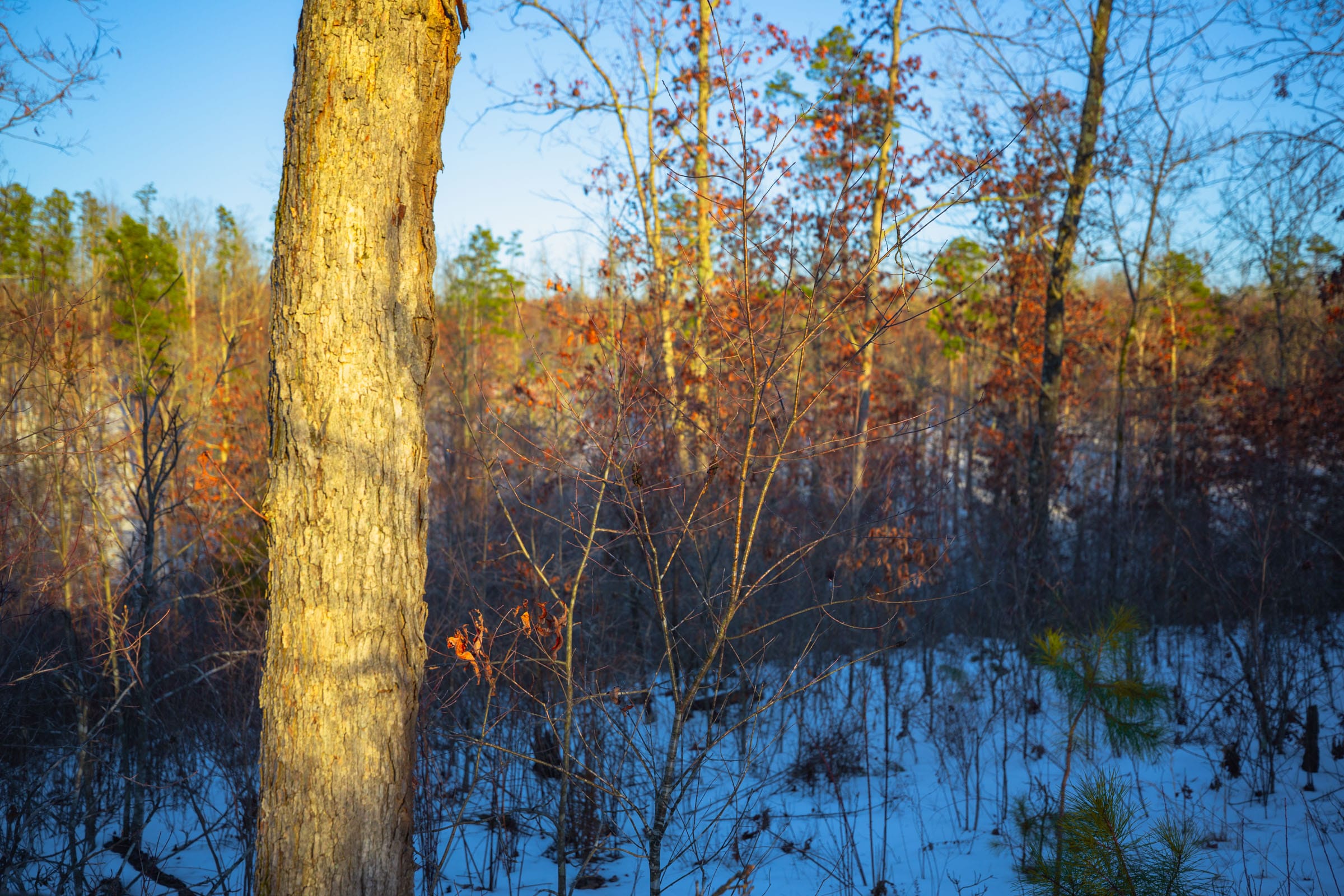 Sleepy Hollow Phase I Tract 37 photo 6
