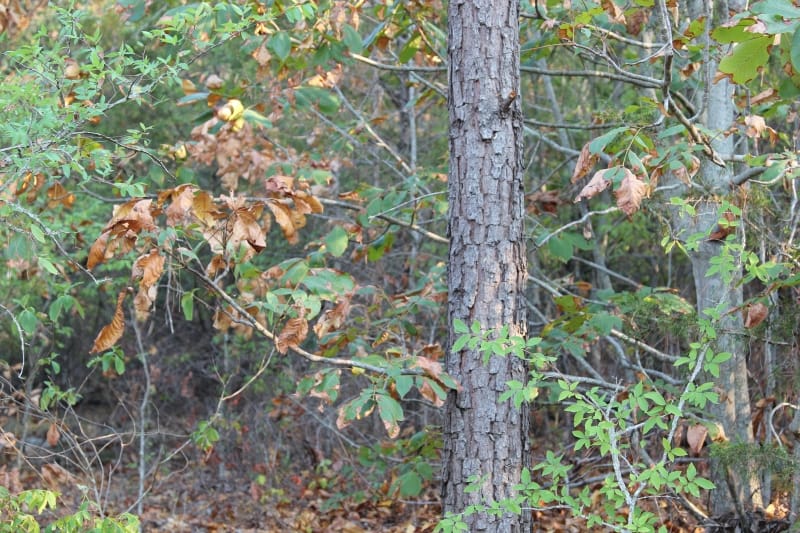 Lake View Ranch Tract 34 photo 5