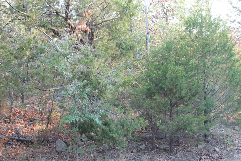 Lake View Ranch Tract 34 photo 6