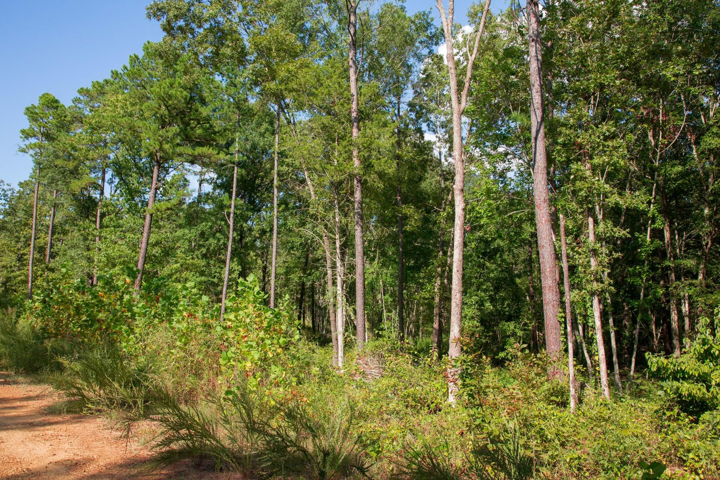 Stone Creek Phase II Tract 266 photo 8