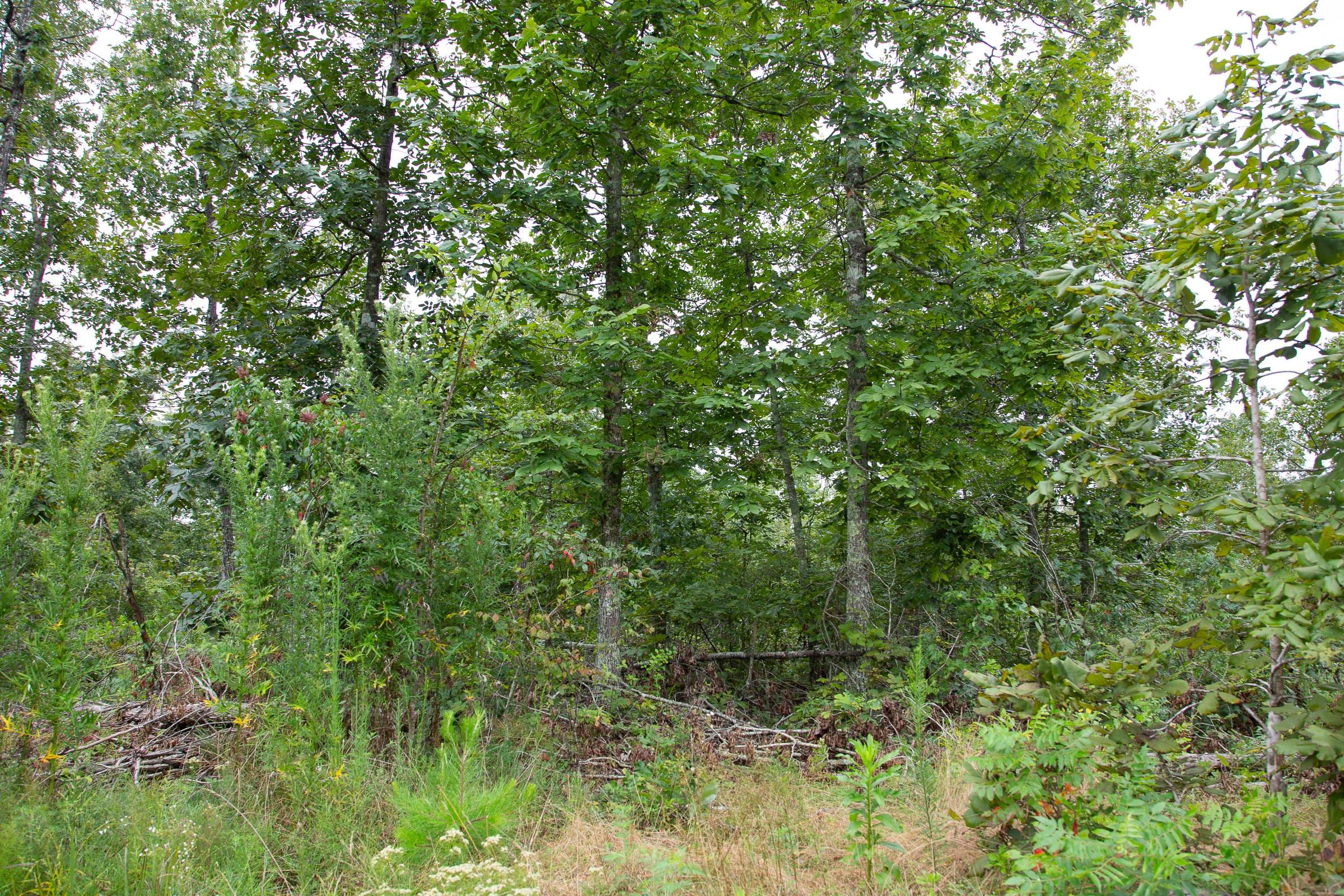 Borgmann’s Hollow Phase II Tract 45 photo 3